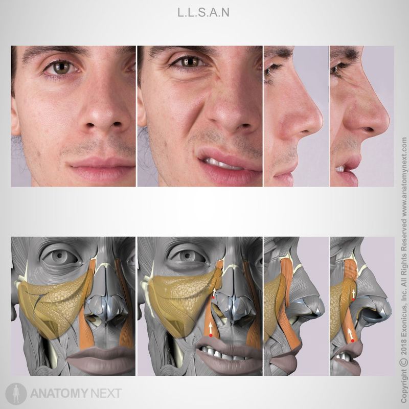 Function of levator labii superioris alaeque nasi