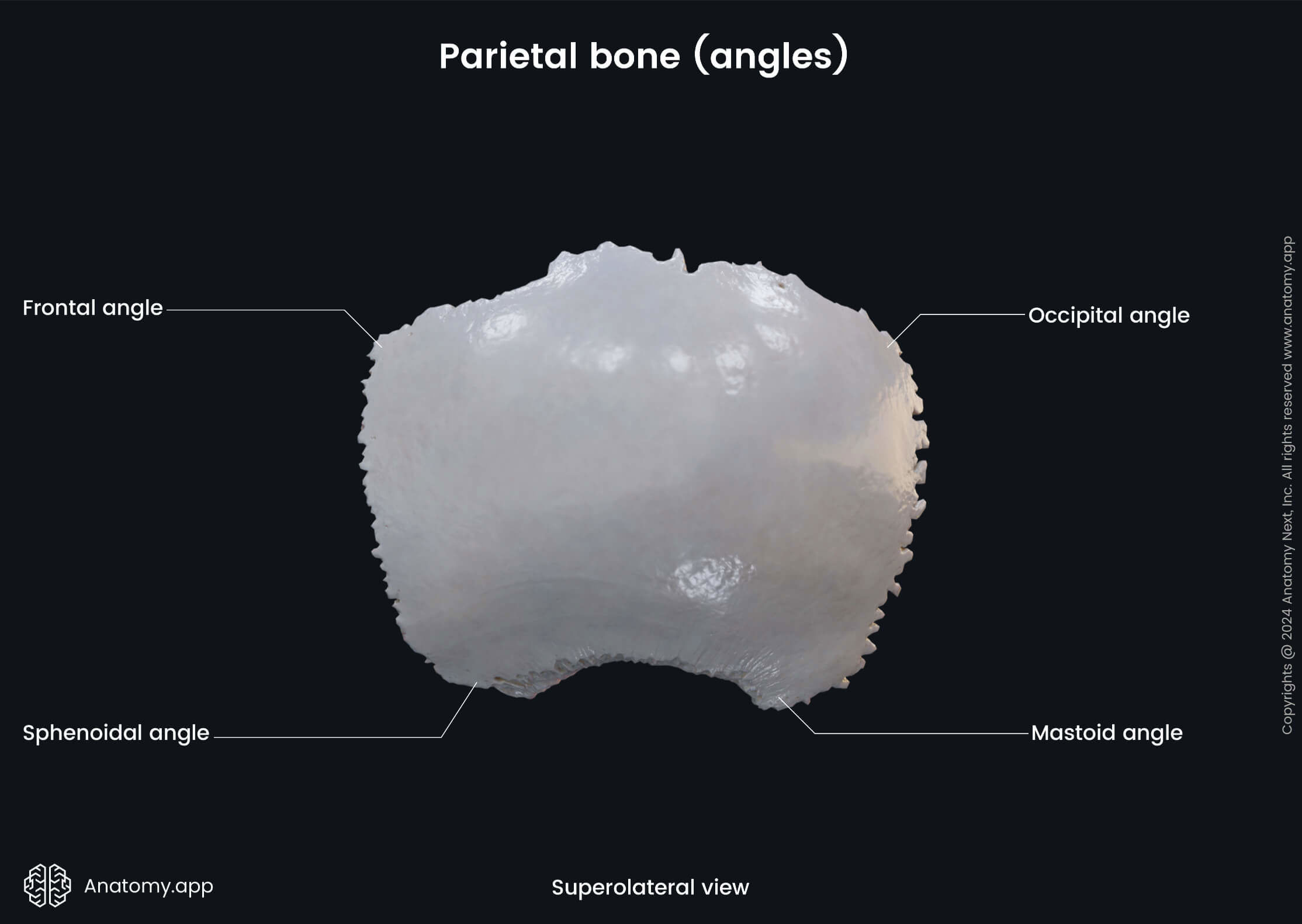 Head and neck, Skull, Cranium, Cranial bones, Neurocranium, Parietal bone, Angles, Superolateral view