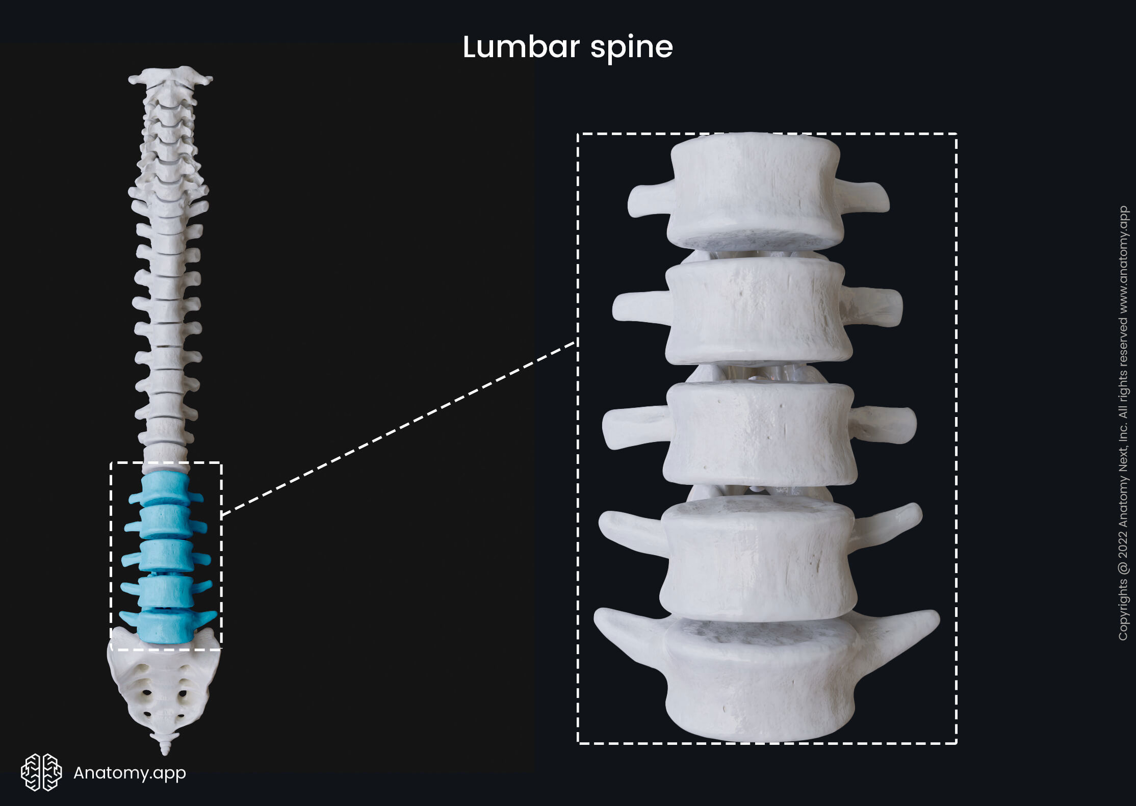 Lumbar vertebrae, Vertebra, Lumbar spine, Spine, Vertebral column, Anterior view