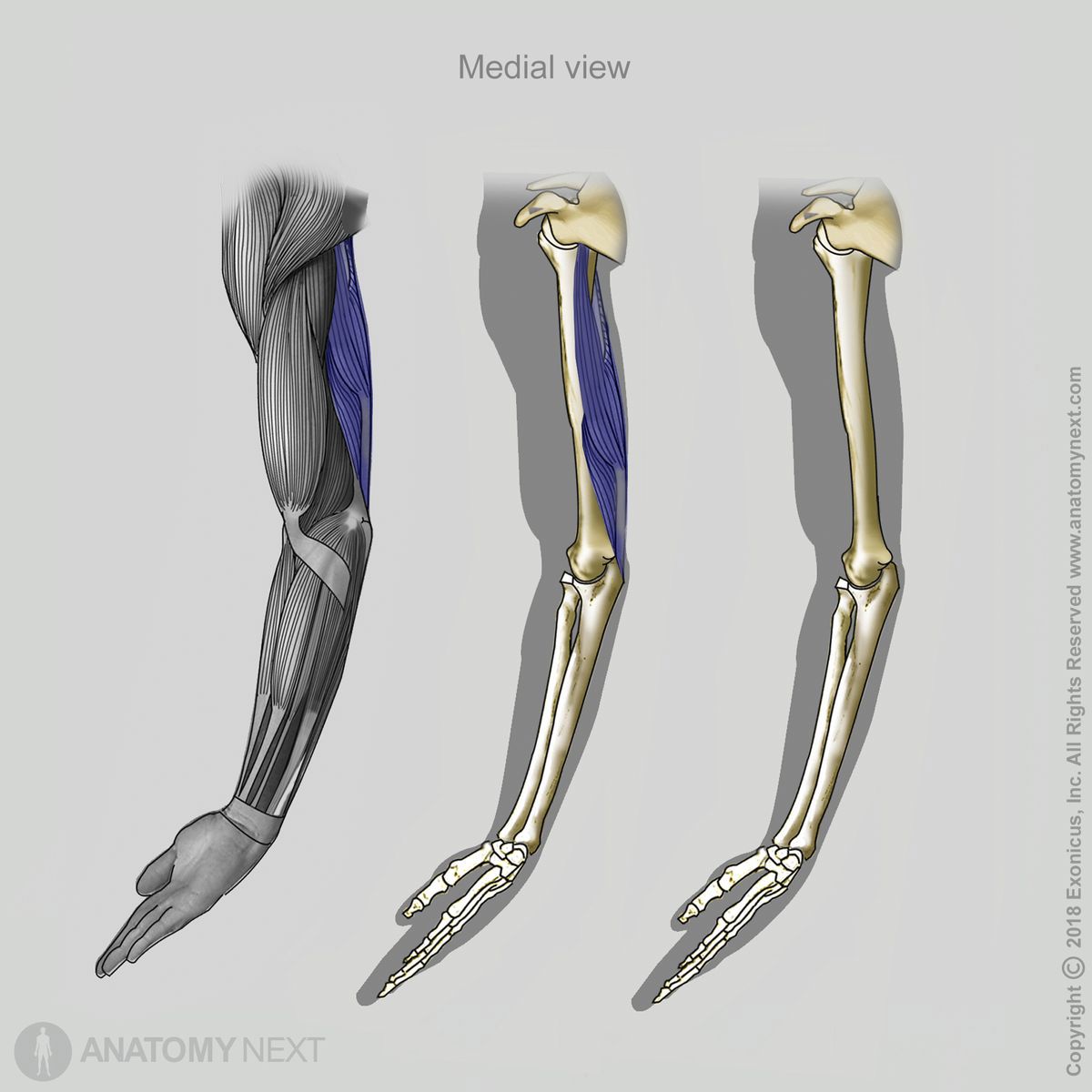 Triceps brachii, Insertion of triceps brachii, Muscles of upper arm, Arm muscles, Muscles of upper limb, Posterior compartment muscles, Posterior compartment muscles of upper arm, Medial view of triceps brachii