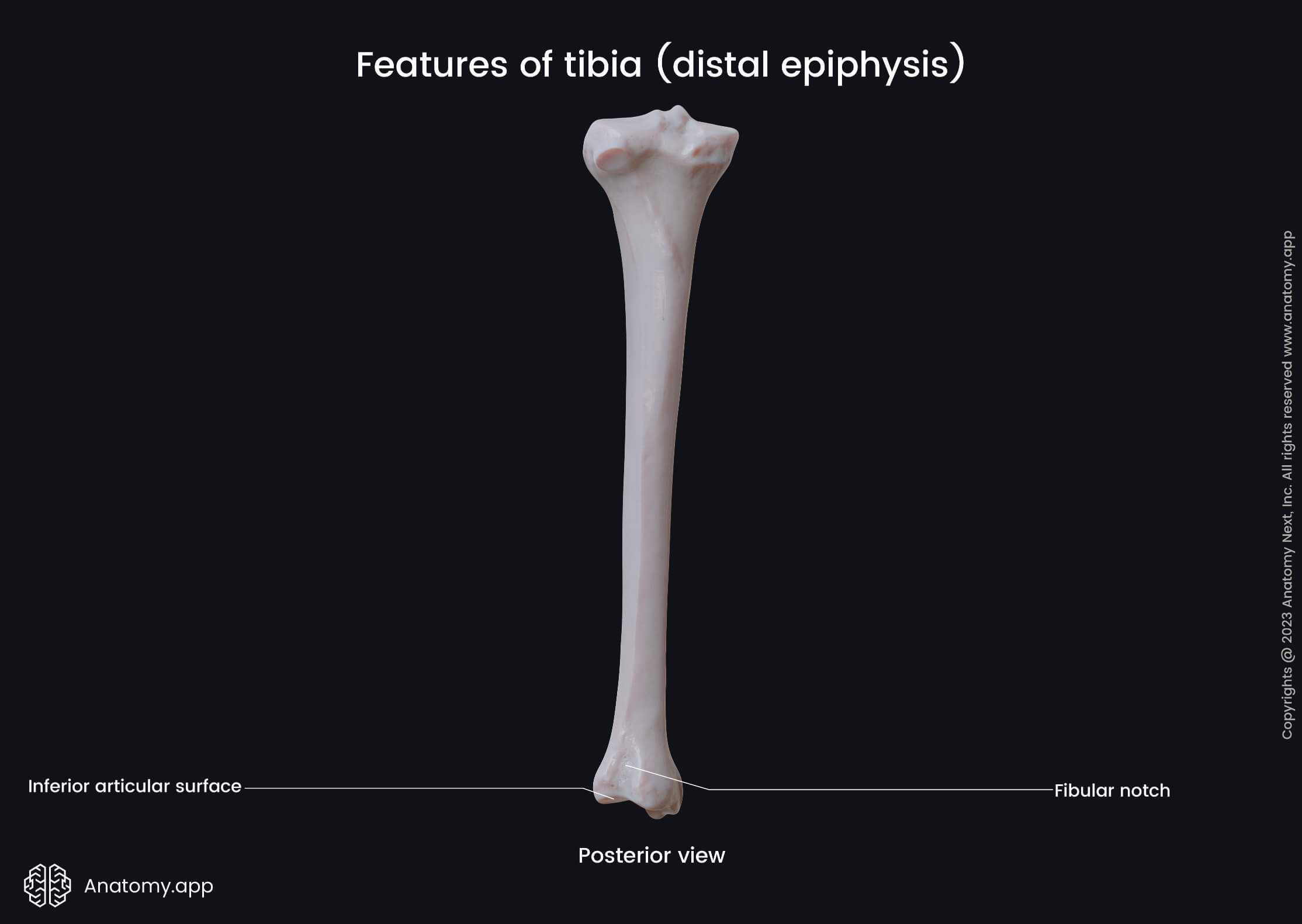 Features of tibia (distal epiphysis) | Media Library | Anatomy.app ...