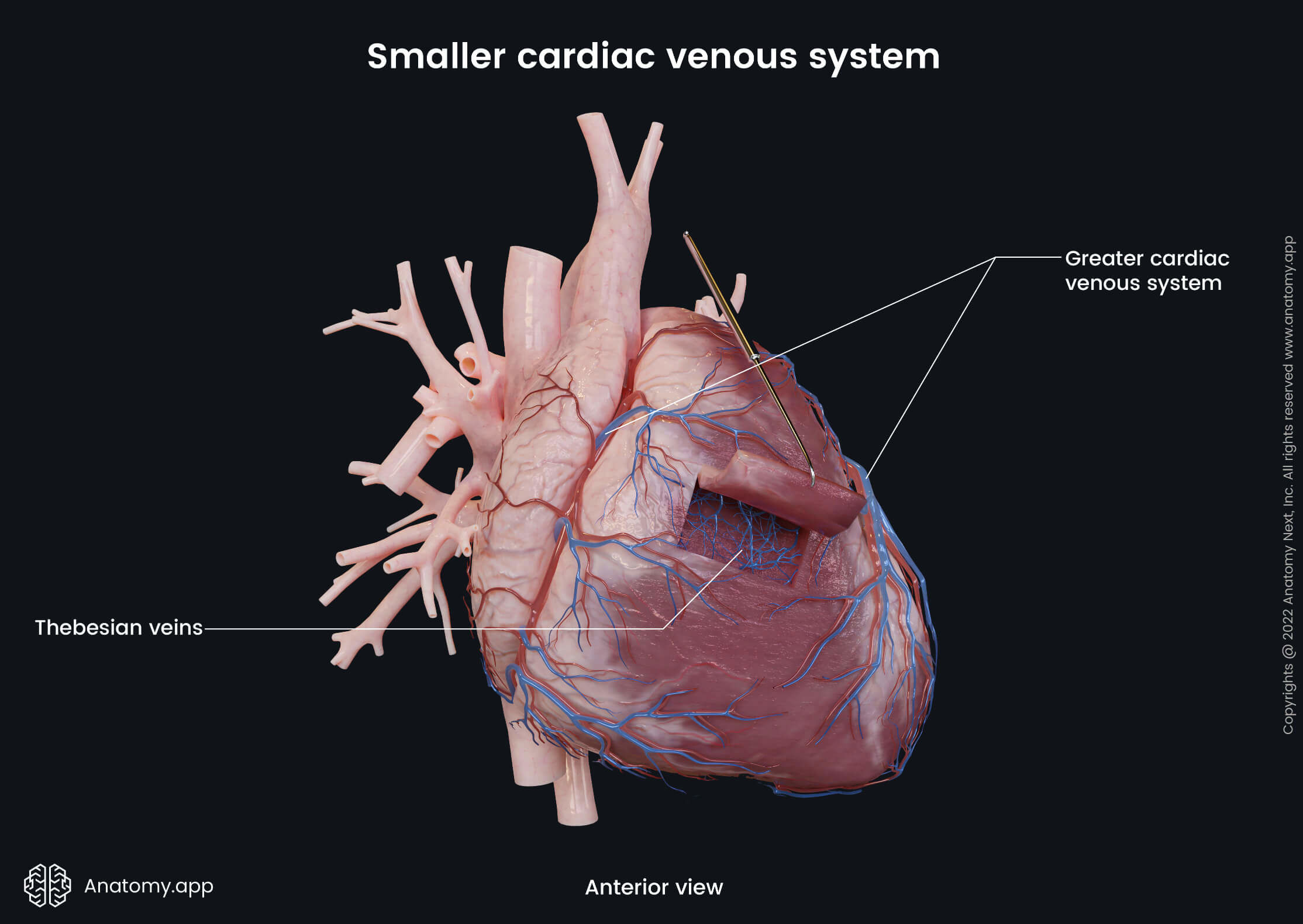 Heart, Coronary veins, Smaller cardiac venous system, Thebesian veins, Anterior view