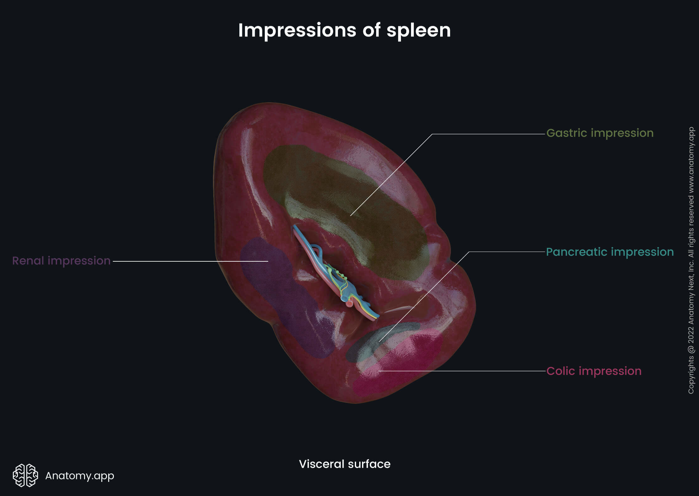 Spleen, Impressions, Visceral surface, Hilum of spleen, Colic impression, Pancreatic impression, Renal impression, Gastric impression