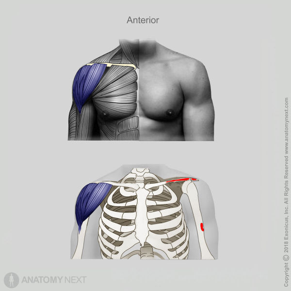 Deltoid, Origin of deltoid, Insertion of deltoid, Muscles of upper limb, Muscles of shoulder girdle, Arm muscles, Clavicular part of deltoid, Acromial part of deltoid