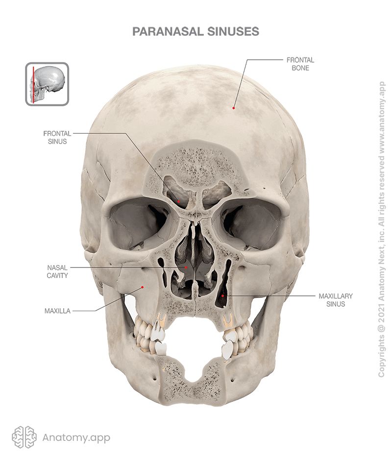 Frontal view of skull, paranasal sinuses (maxillary, frontal)