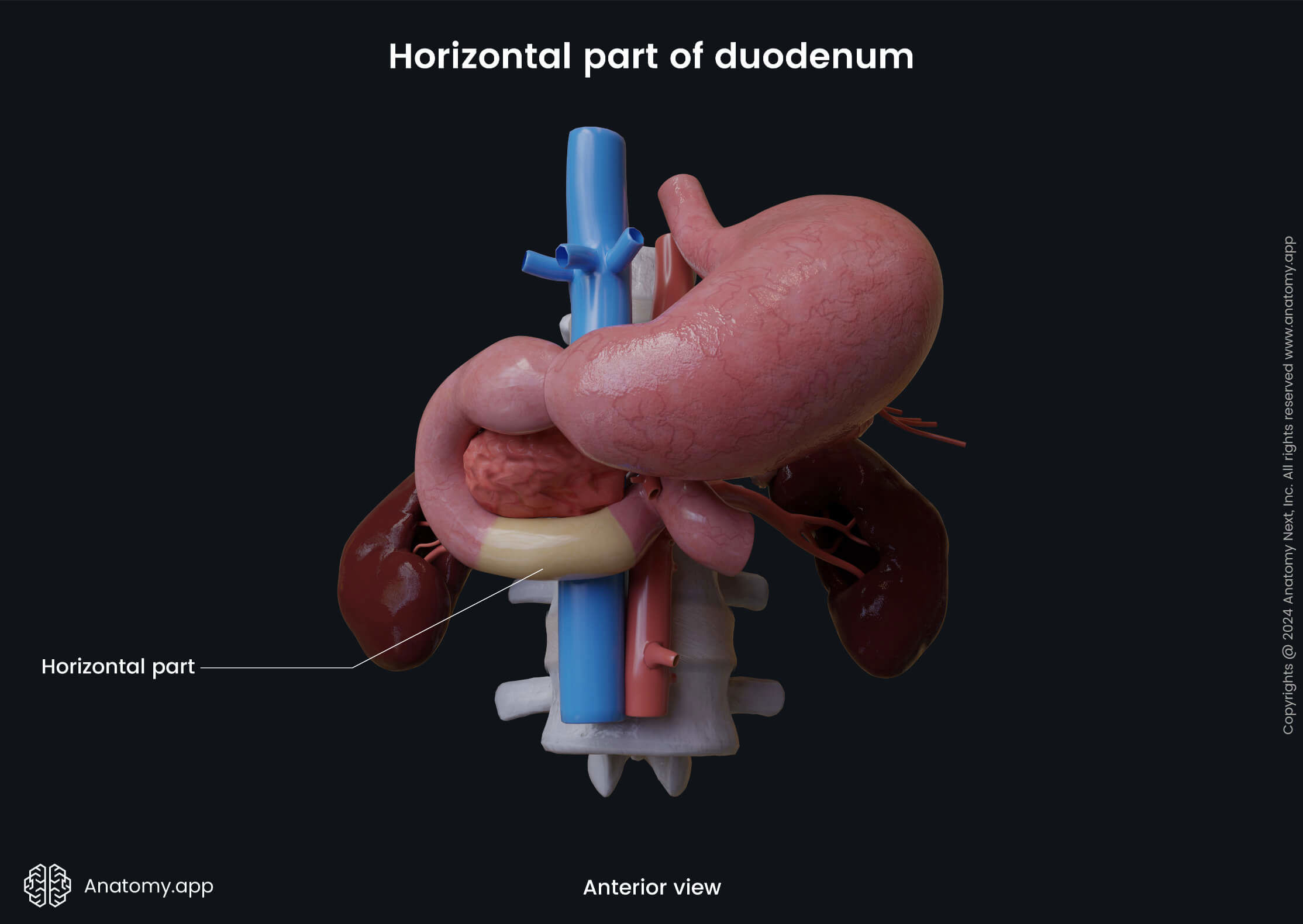 strointestinal tract, Intestines, Small intestine, Duodenum, Parts, Horizontal part, Anterior view