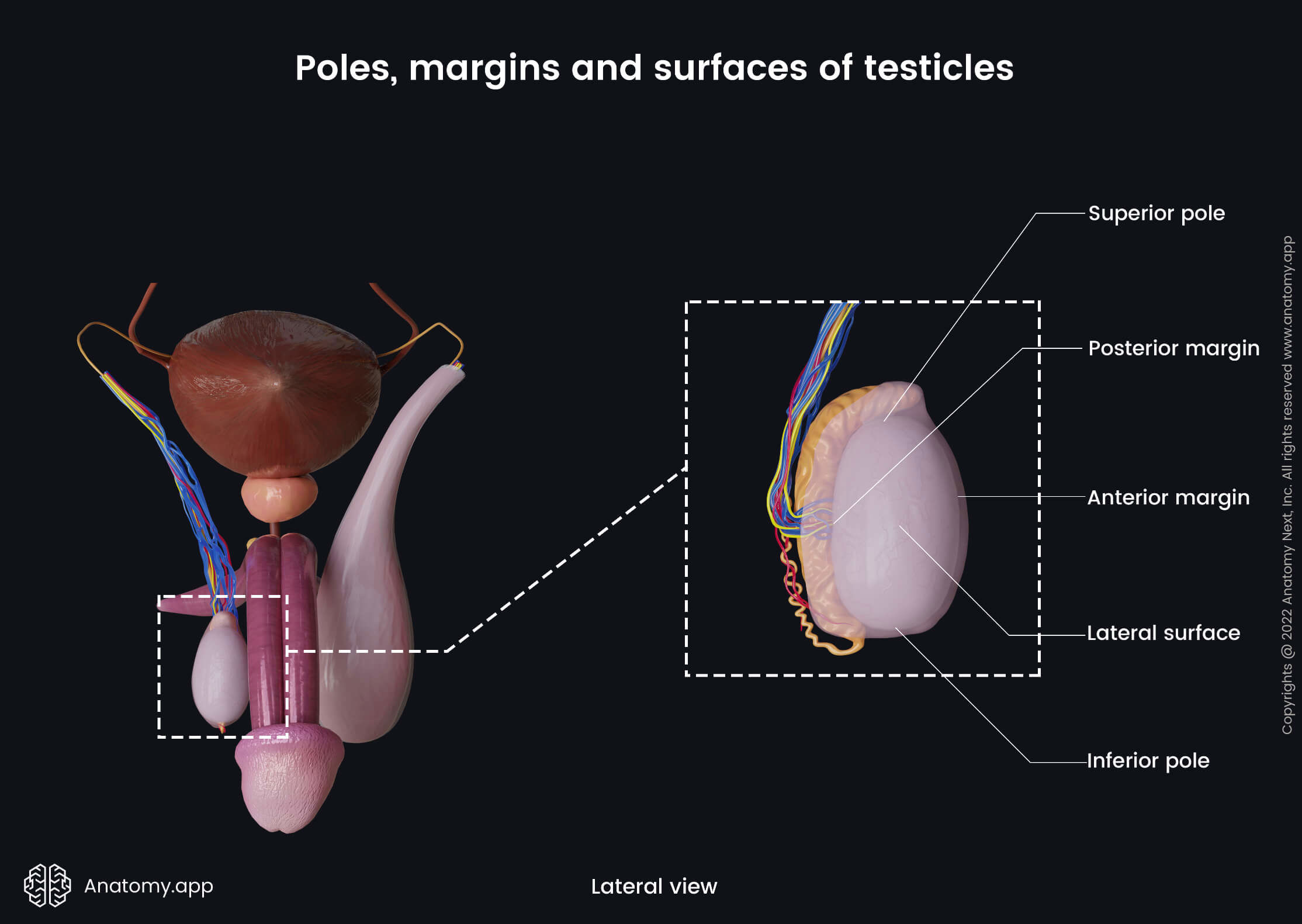 Poles, margins and surfaces (lateral view) of testicles