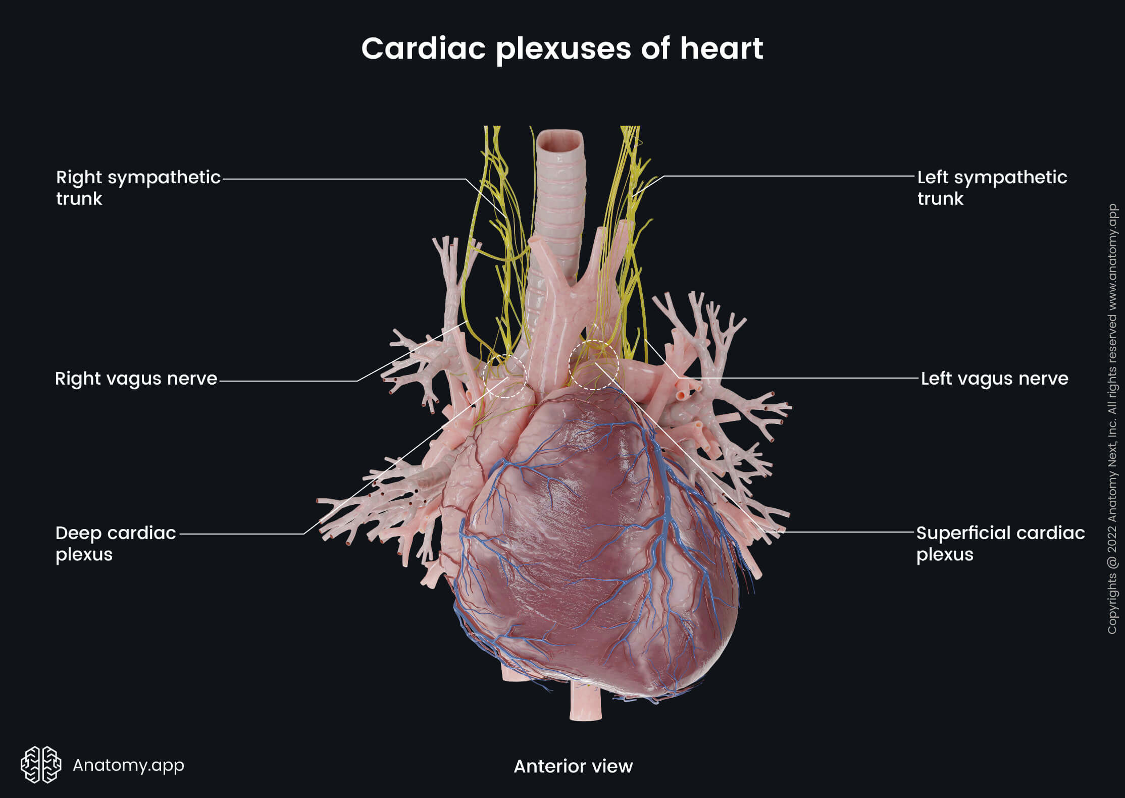 External heart anatomy | Anatomy.app