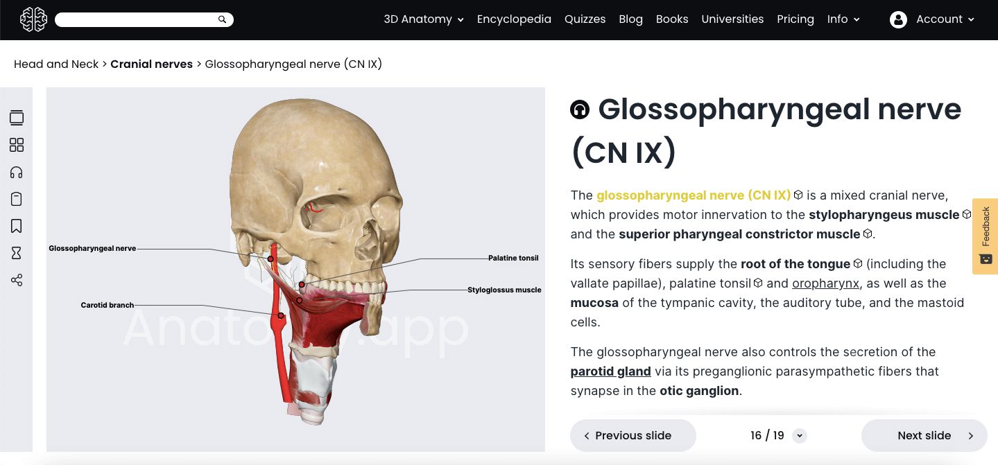 Anatomy.app, 3D article, glossopharyngeal nerve (cranial nerve IX)