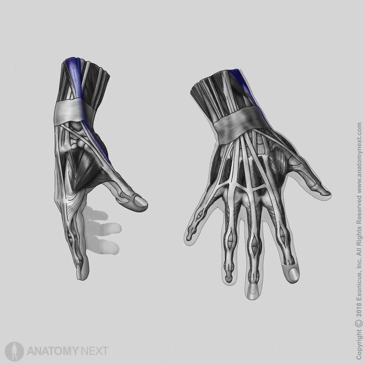 Abductor pollicis longus, Insertion of abductor pollicis longus, Forearm muscles, Muscles of forearm, Posterior compartment muscles, Posterior compartment of forearm muscles, Human muscles, Human hand