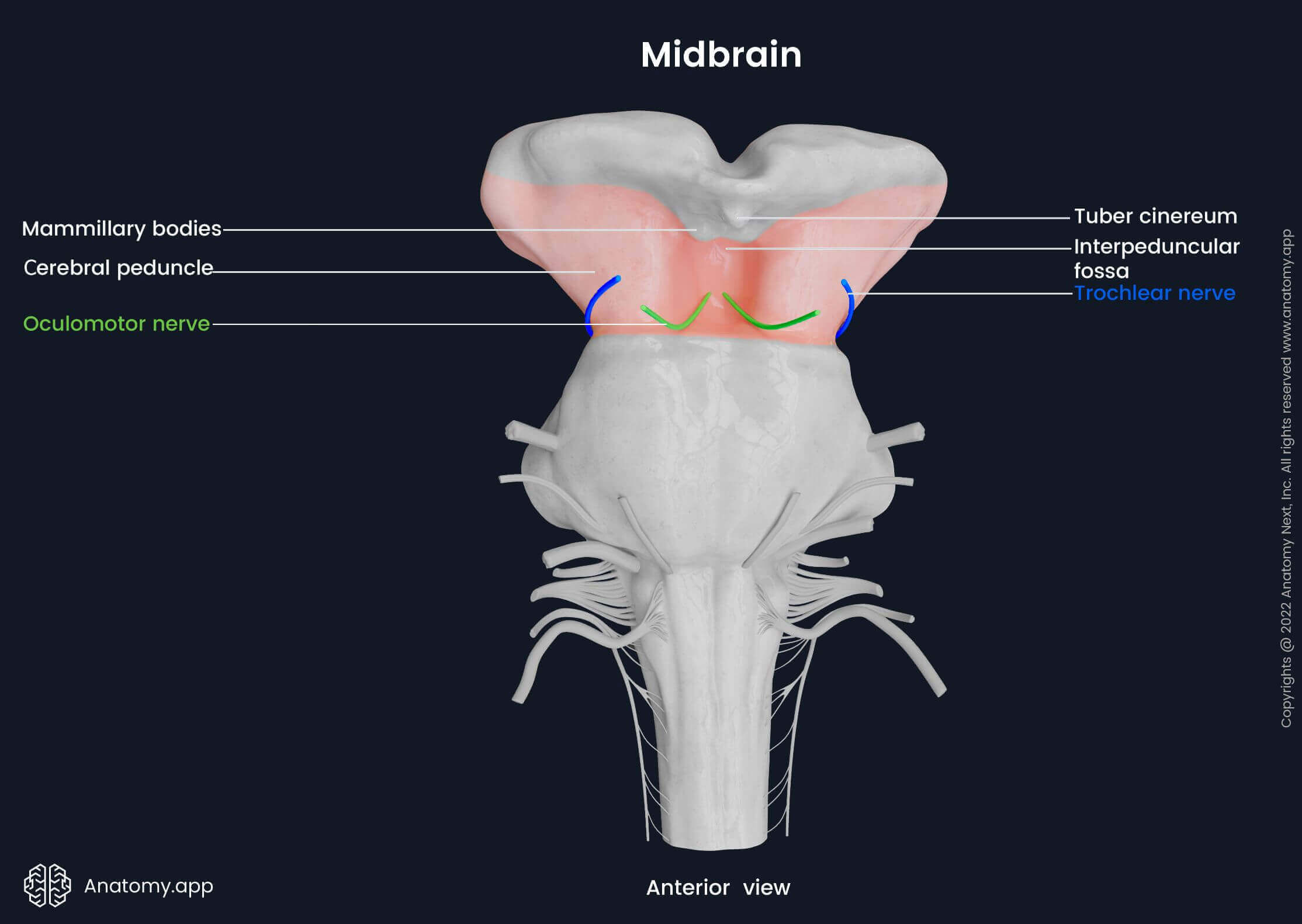 Midbrain, ventral surface, external landmarks and cranial nerve exits