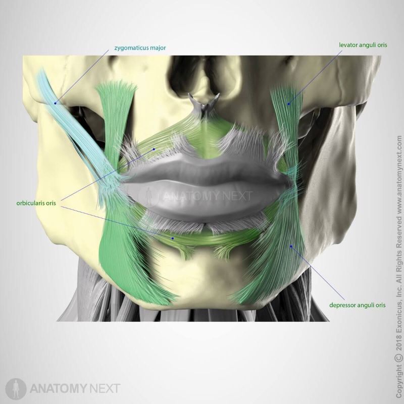 Orbicularis oris, Levator anguli oris, Depressor anguli oris, Zygomaticus major, Facial muscles, Muscles of facial expression, Head muscles