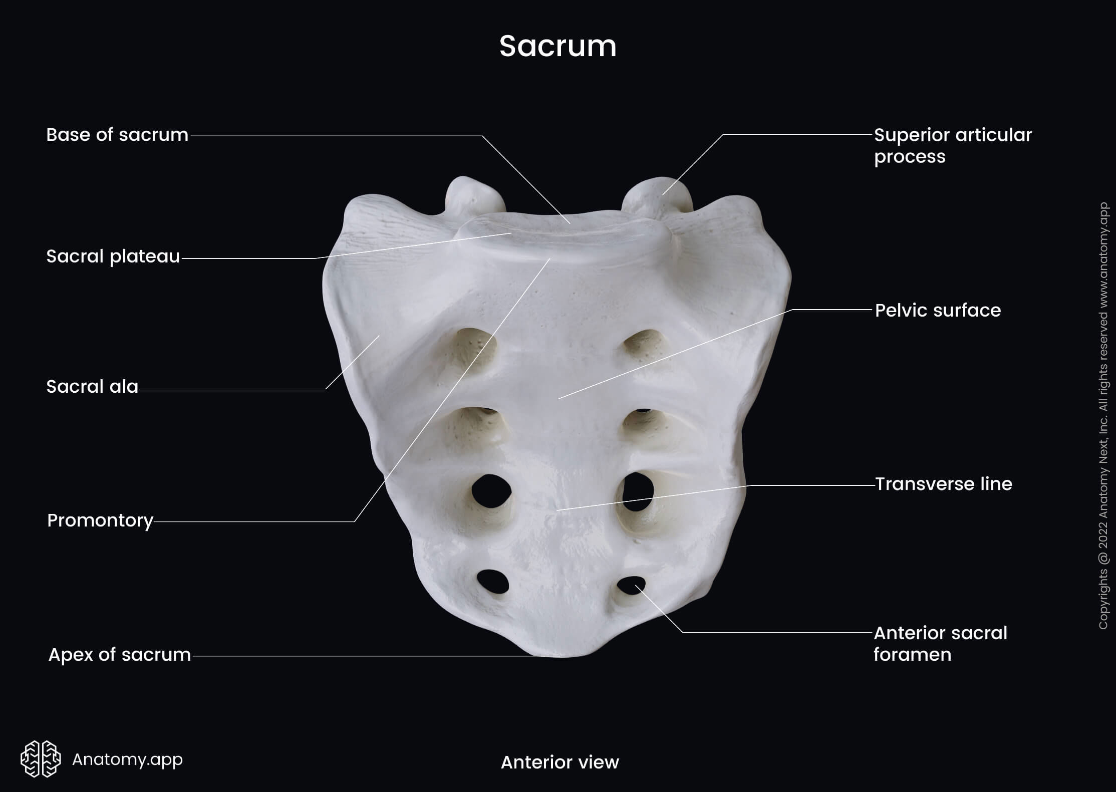 Sacrum | Anatomy.app