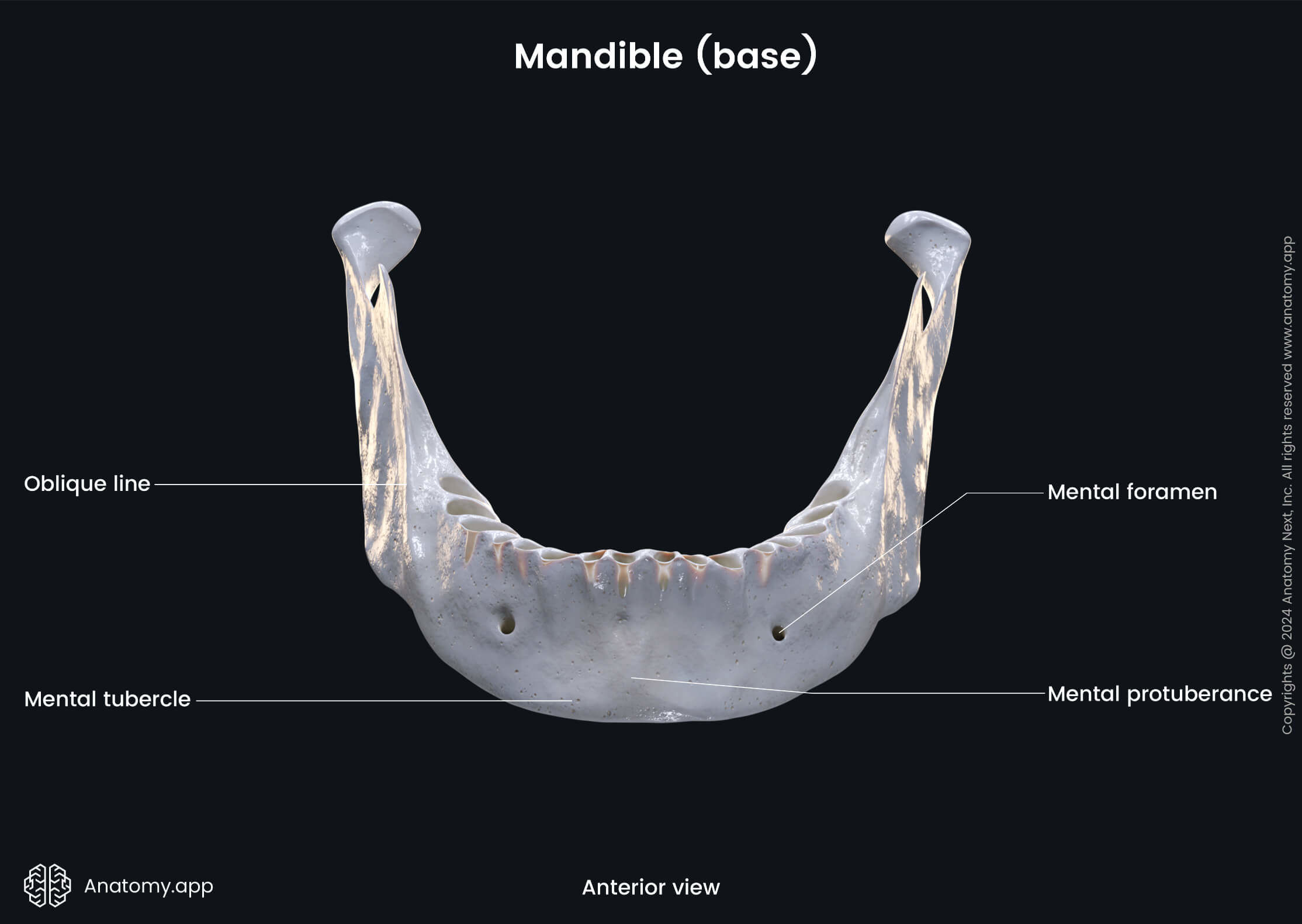 Head and neck, Skull, Viscerocranium, Facial skeleton, Mandible, Lower jaw, Body of mandible, Base of mandible, Landmarks of mandible, Anterior view