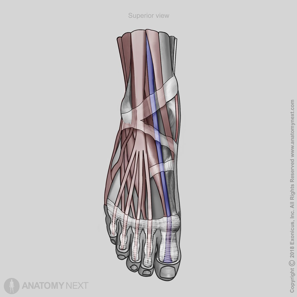 Extensor hallucis longus, Insertion of extensor hallucis longus, Anterior compartment of leg, Anterior compartment muscles, Extensors, Human muscles, Human foot