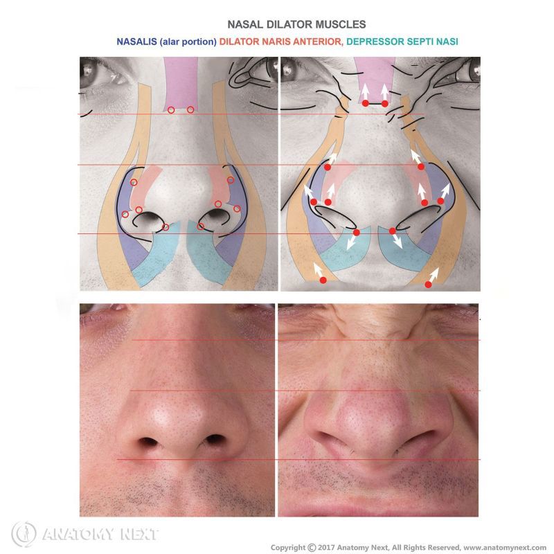 Action of nasal dilator muscles, Action of alar nasalis, Function of alar nasalis