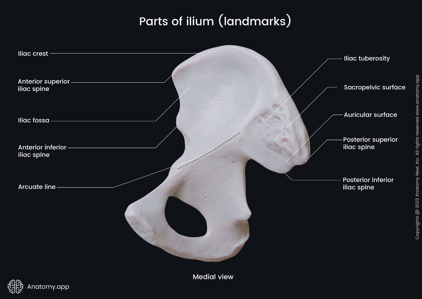 Landmarks of ilium (medial view) | Anatomy.app