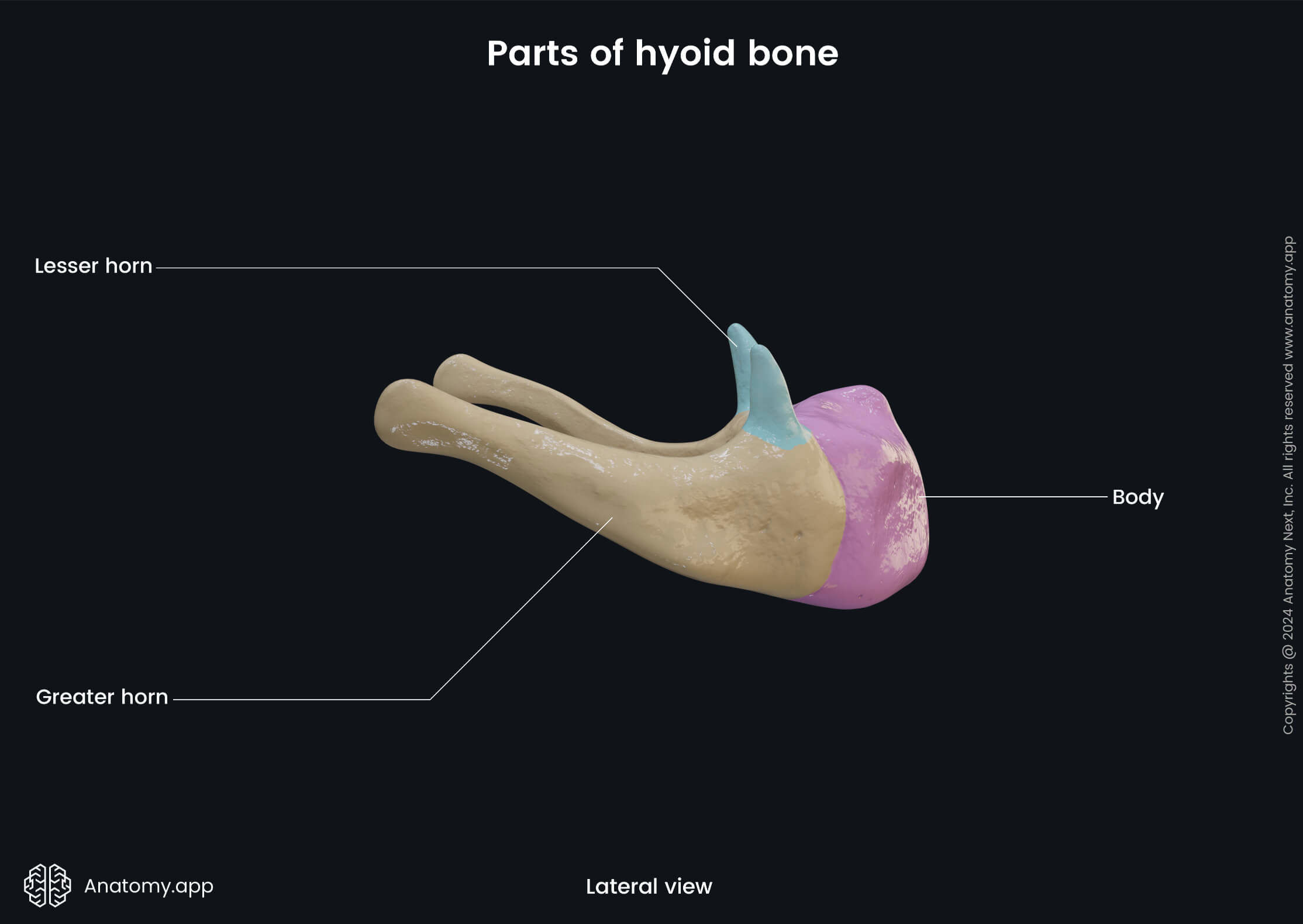 Head and neck, Skeletal system, Skull, Cranium, Viscerocranium, Bones, Hyoid bone, Parts, Lesser horn, Greater horn, Body, Lateral view