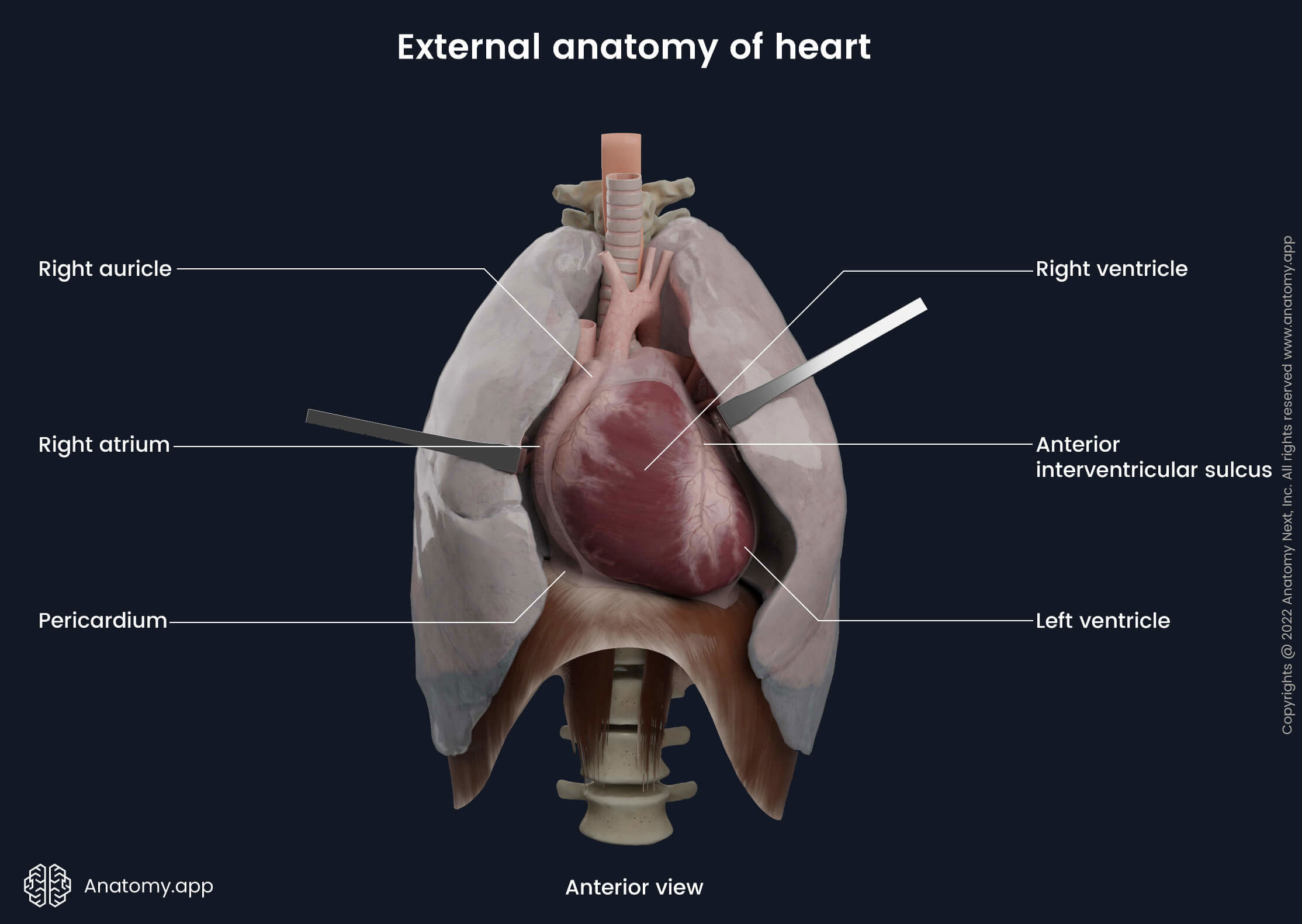 External Heart Anatomy Anatomy app