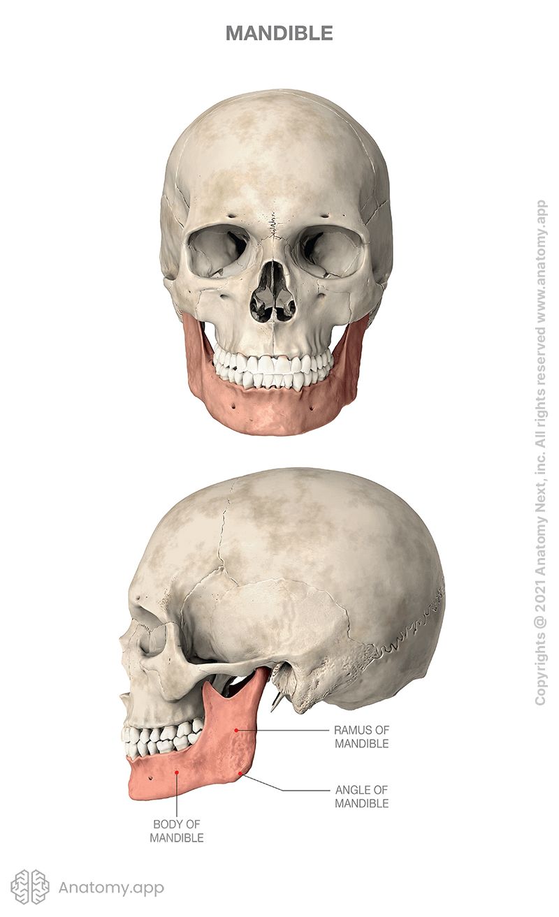 Skull with mandible colored, frontal view and lateral view