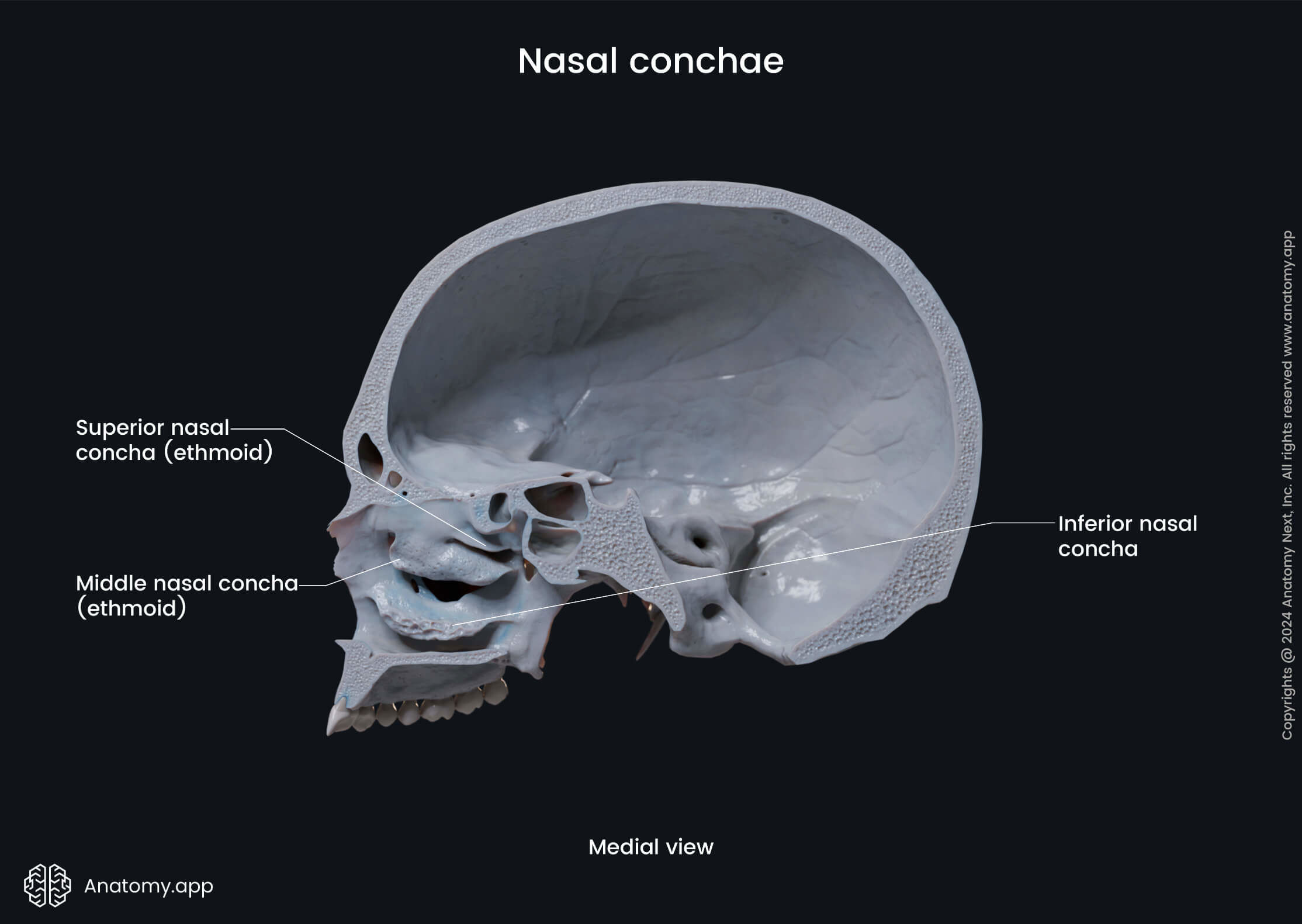 Nasal conchae