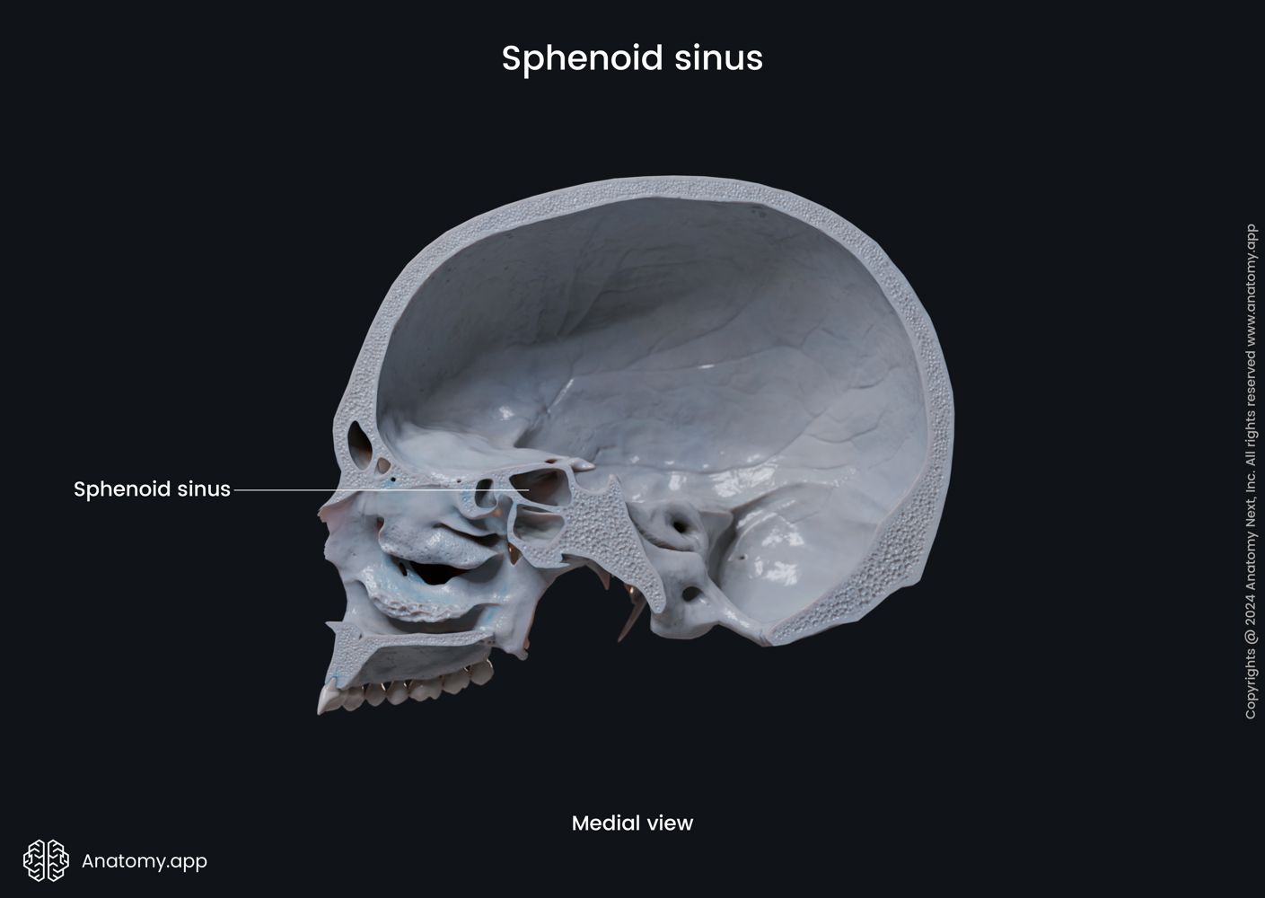 Sphenoid sinus | Media Library | Anatomy.app | Learn anatomy | 3D ...