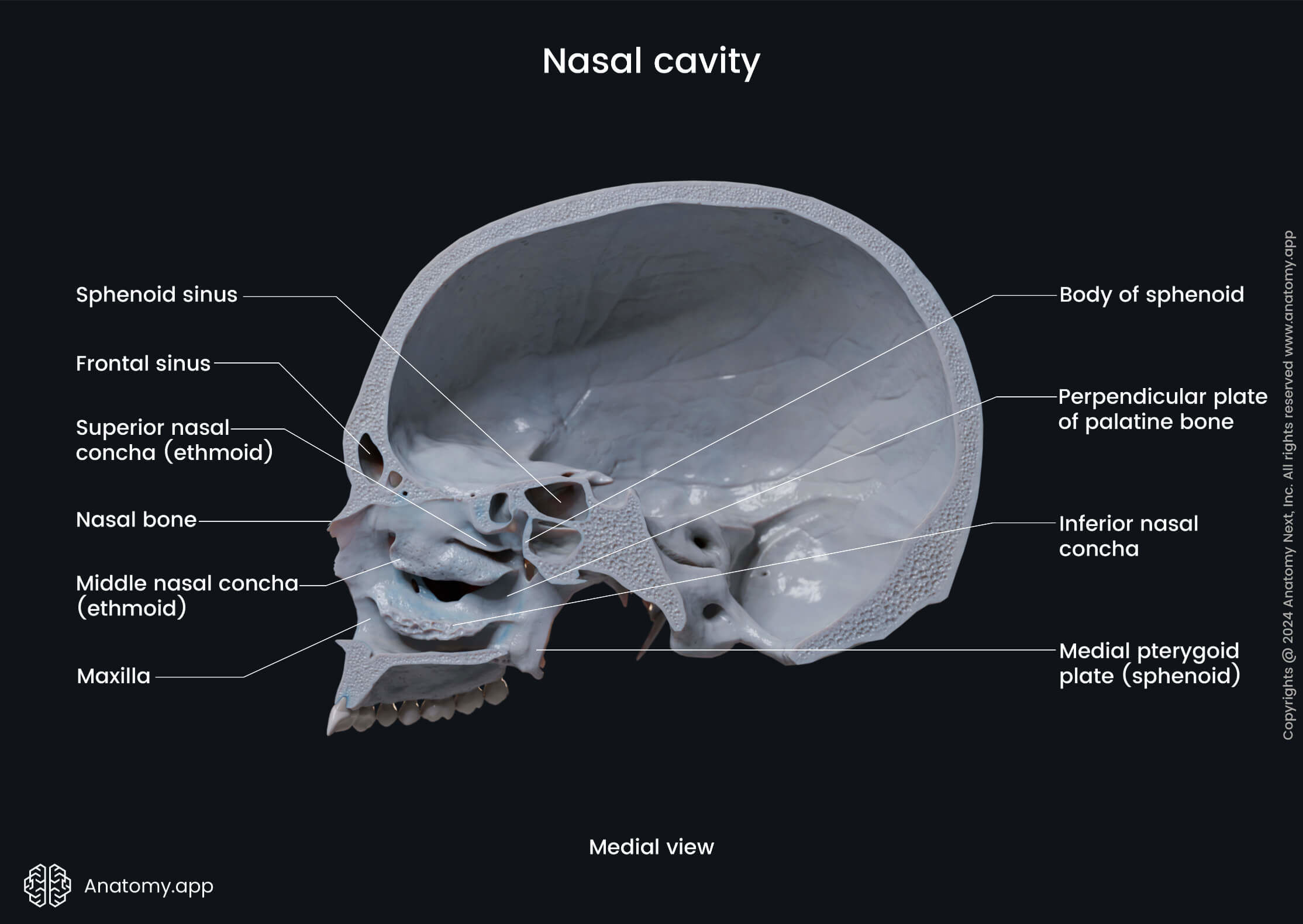 Nasal cavity