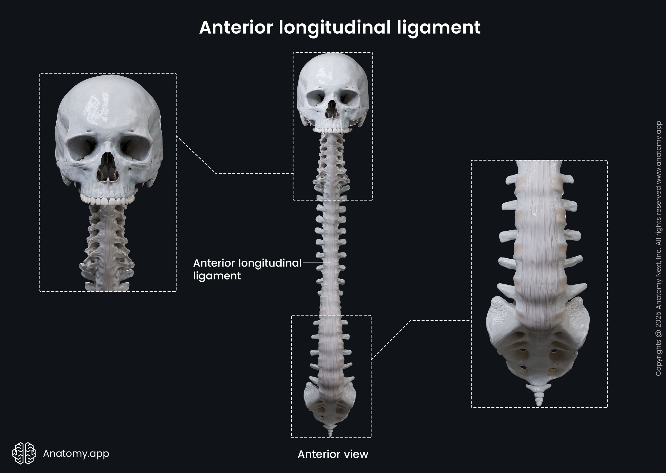 Anterior longitudinal ligament