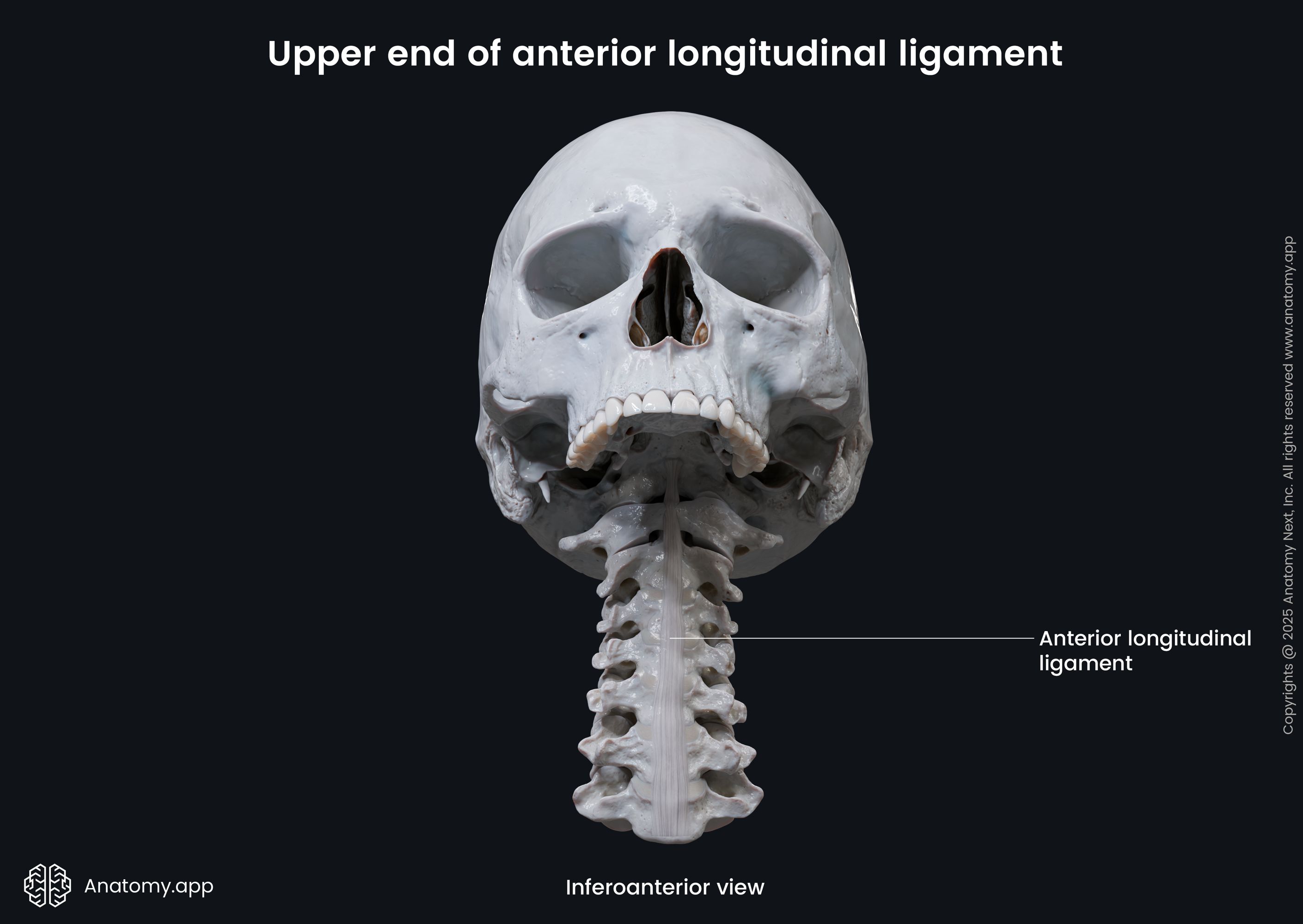 Upper end of anterior longitudinal ligament