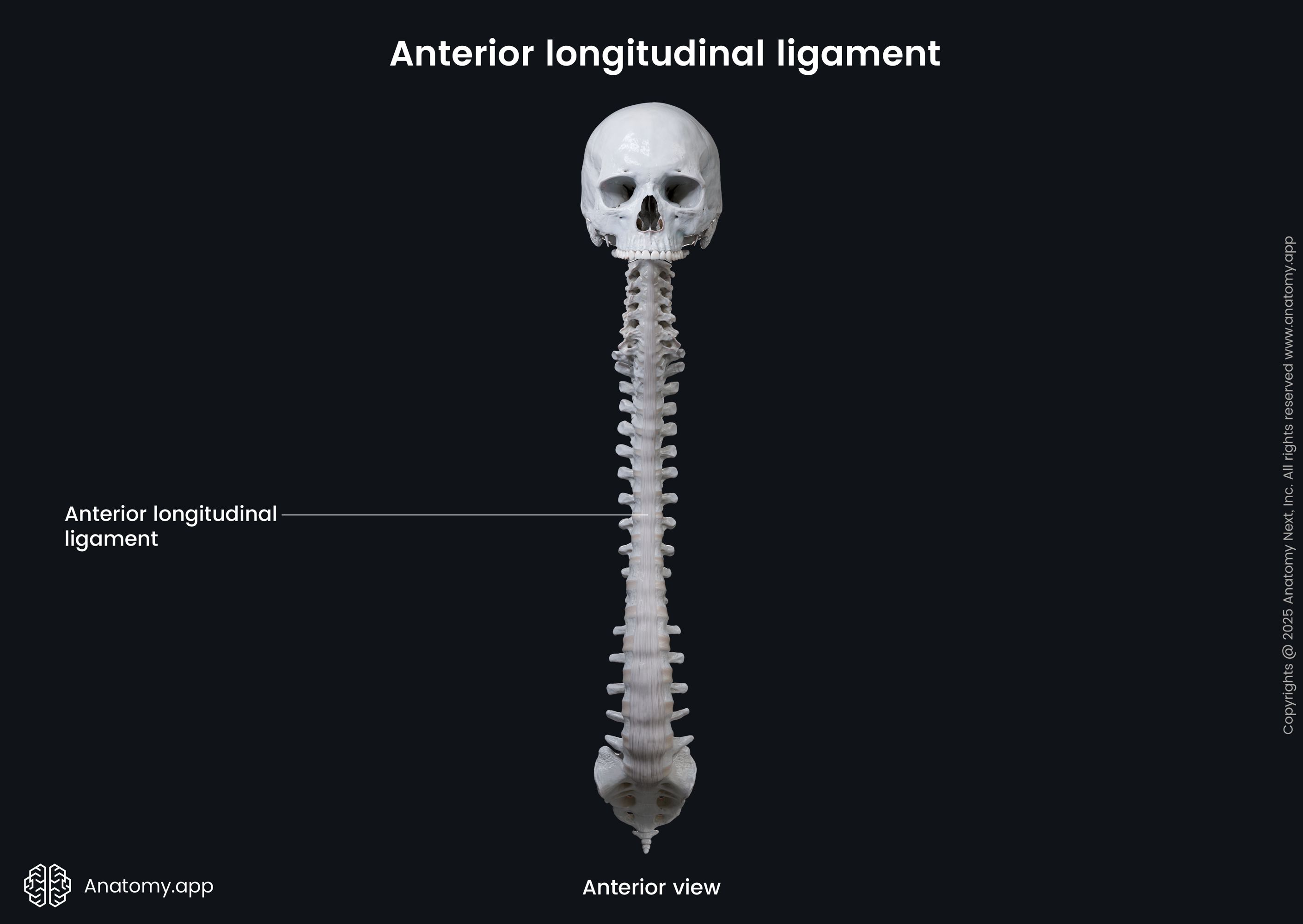 Anterior longitudinal ligament