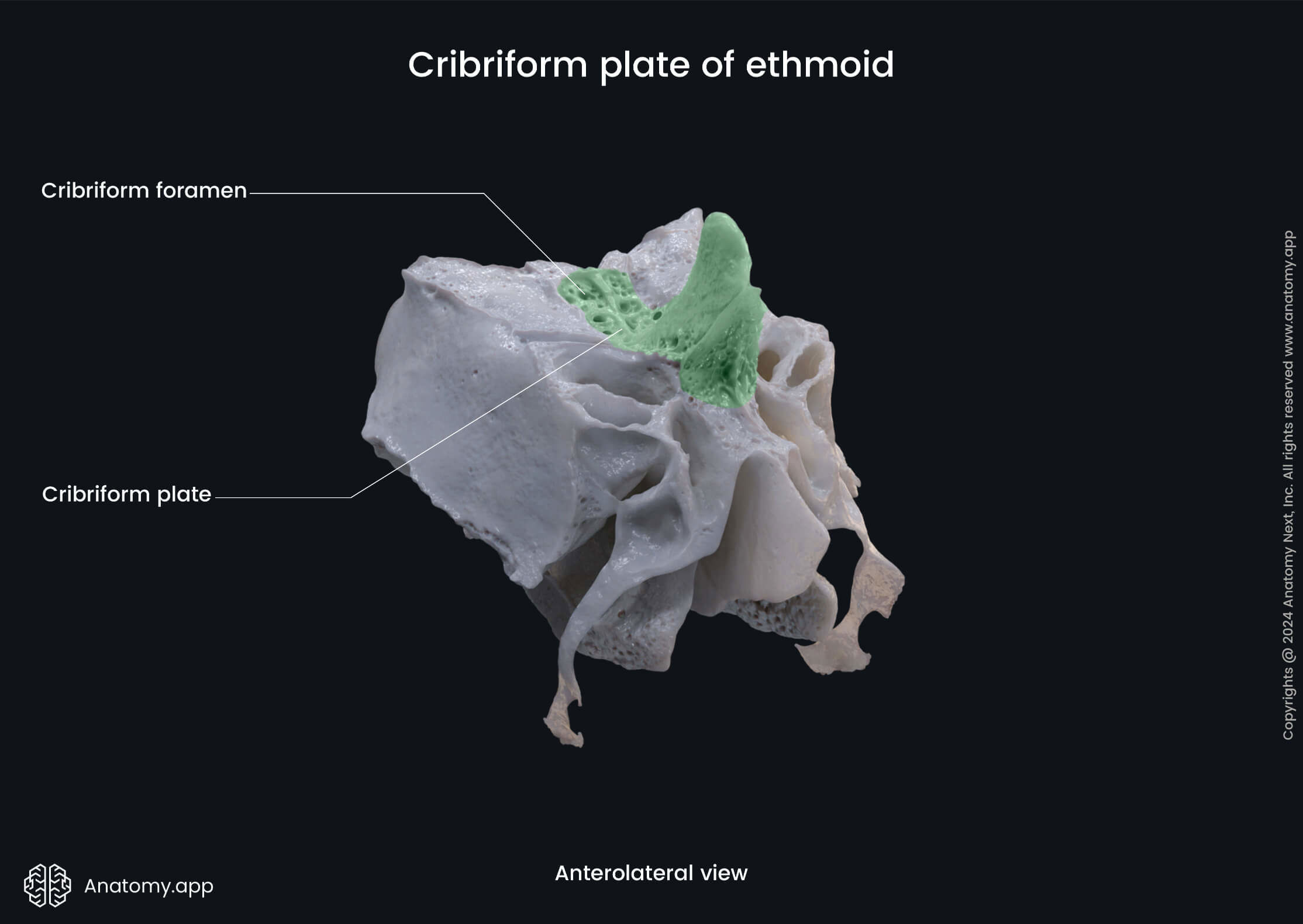 Cribriform plate of ethmoid