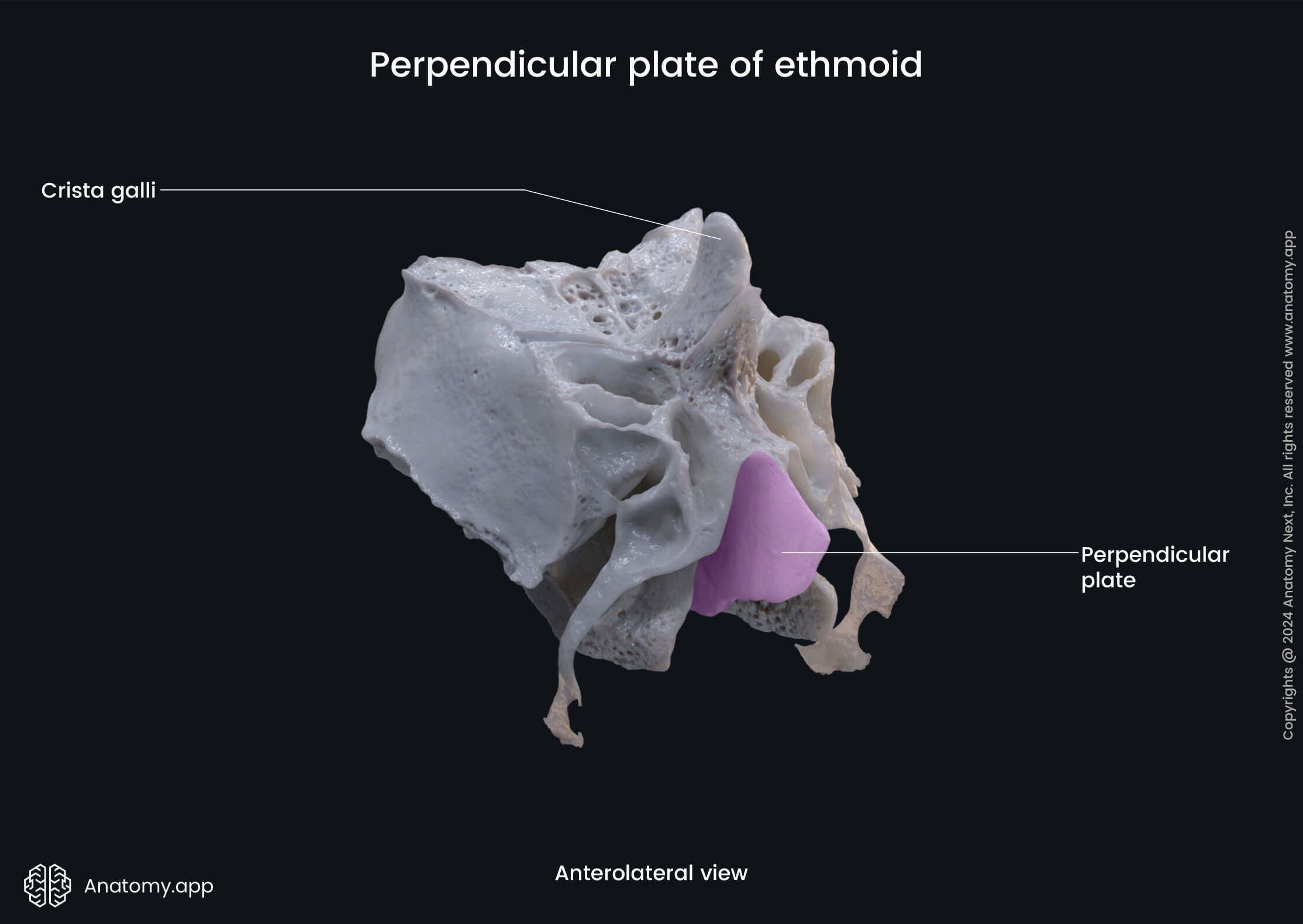 Perpendicular plate of ethmoid