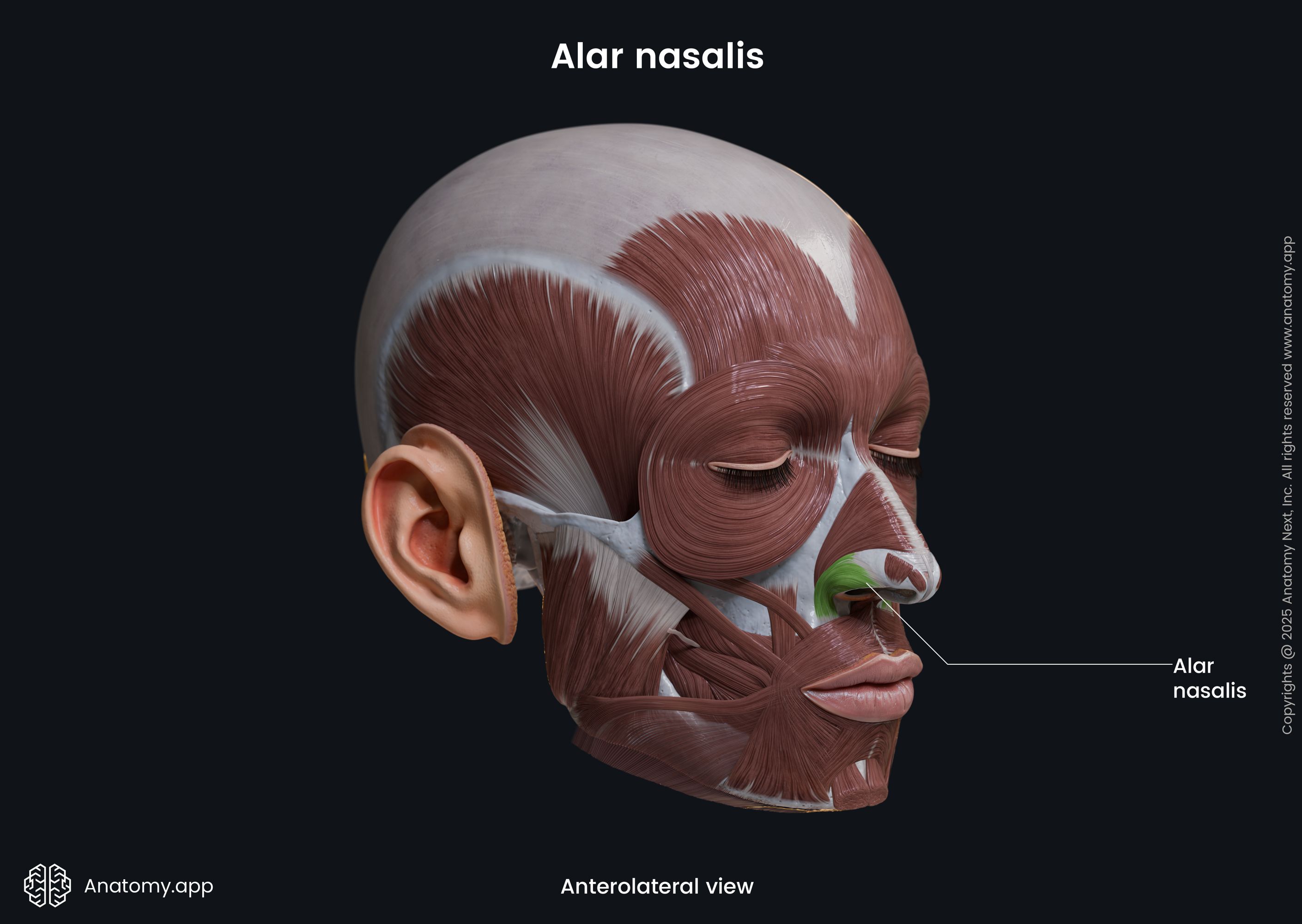 Alar nasalis (anterolateral view)