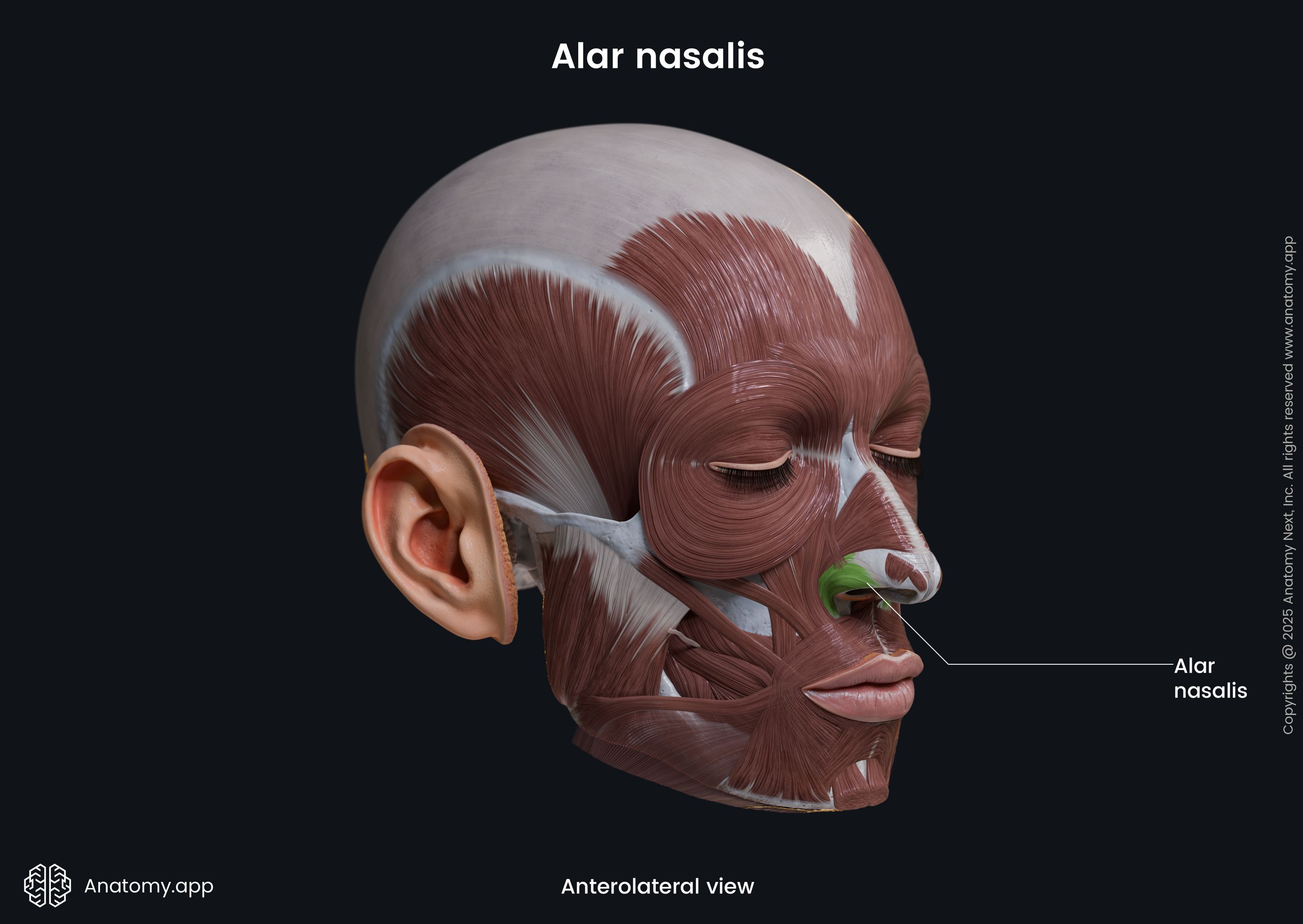 Alar nasalis (anterolateral view)