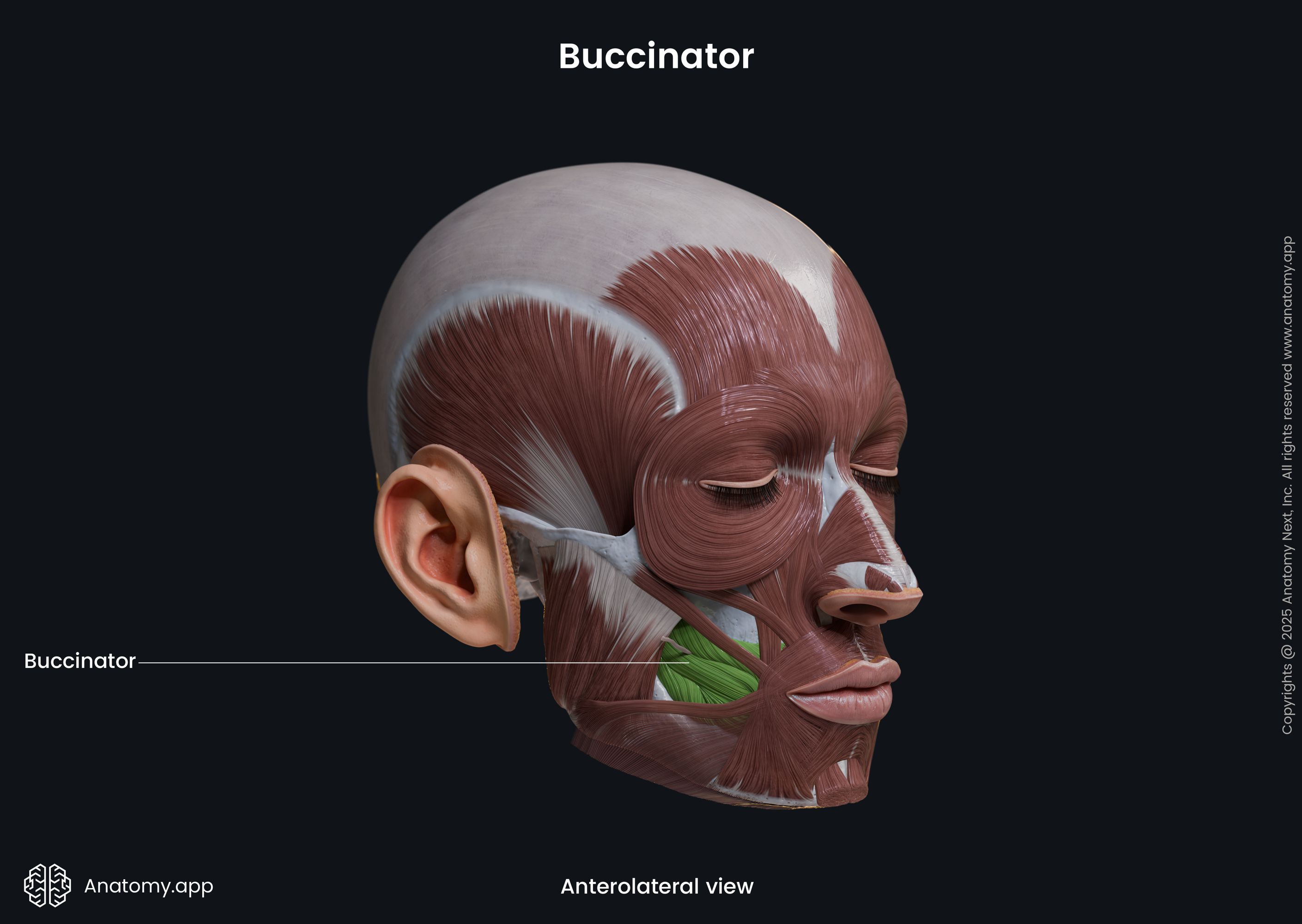 Buccinator (anterolateral view)