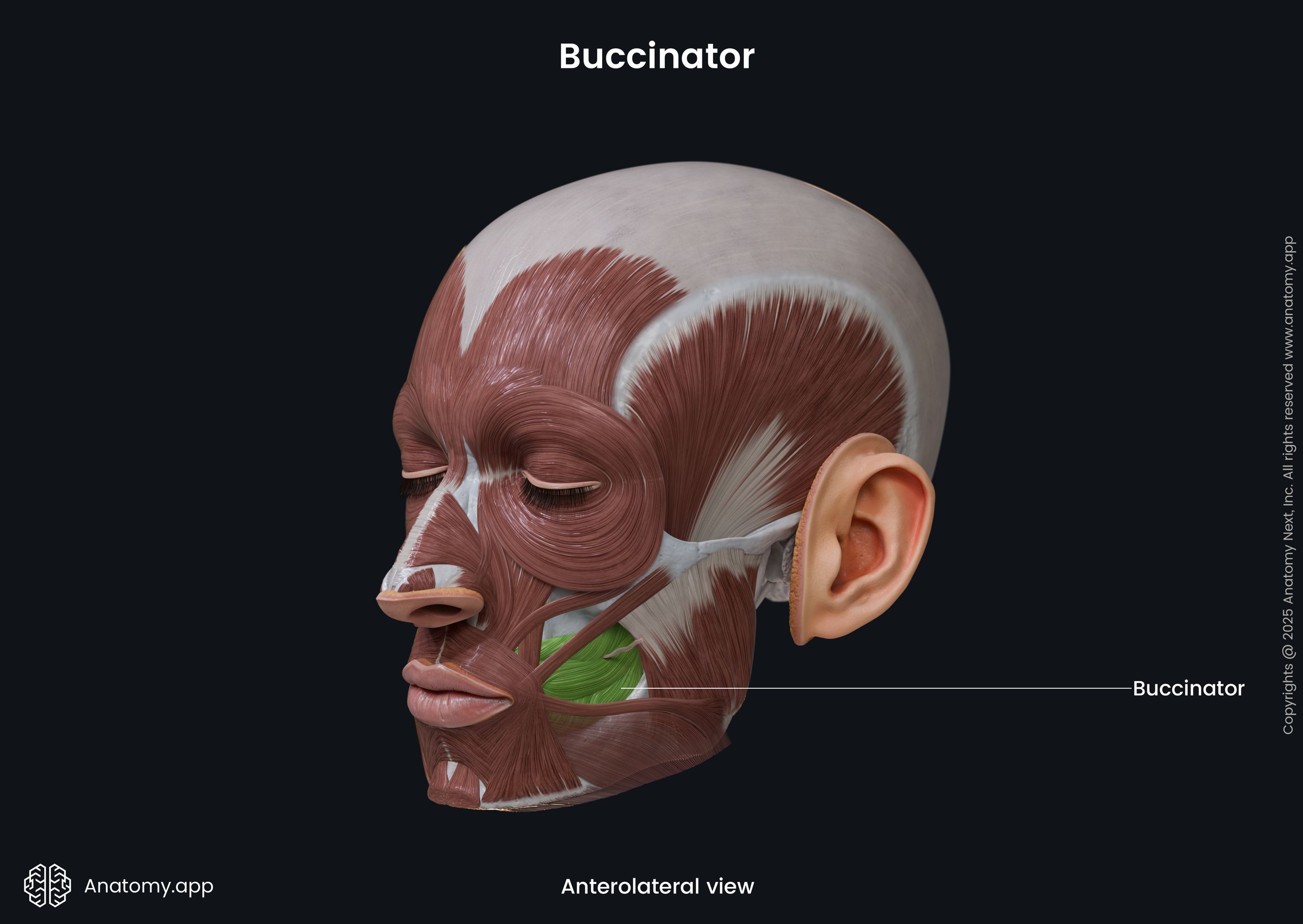 Buccinator (anterolateral view)