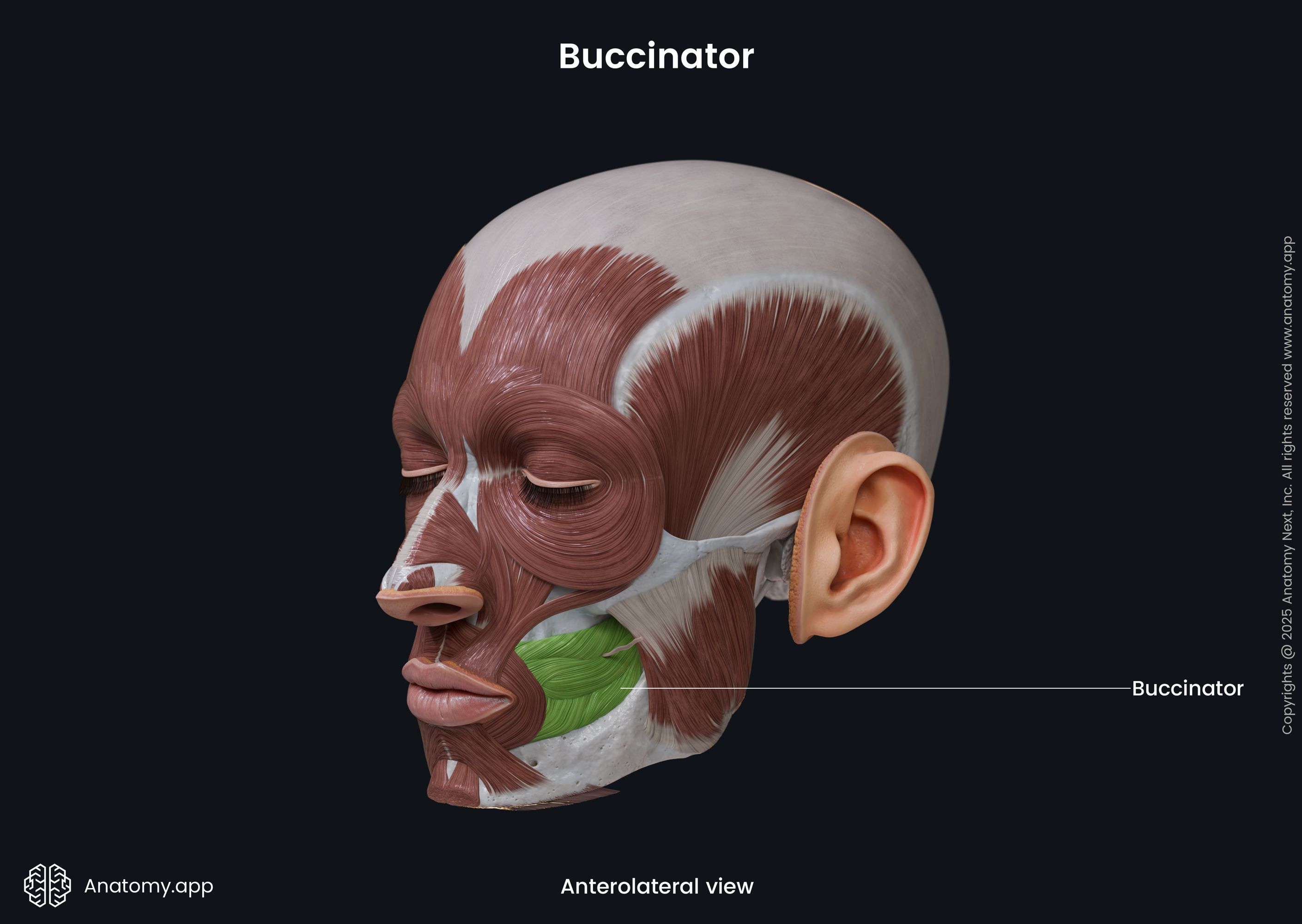 Buccinator (anterolateral view)