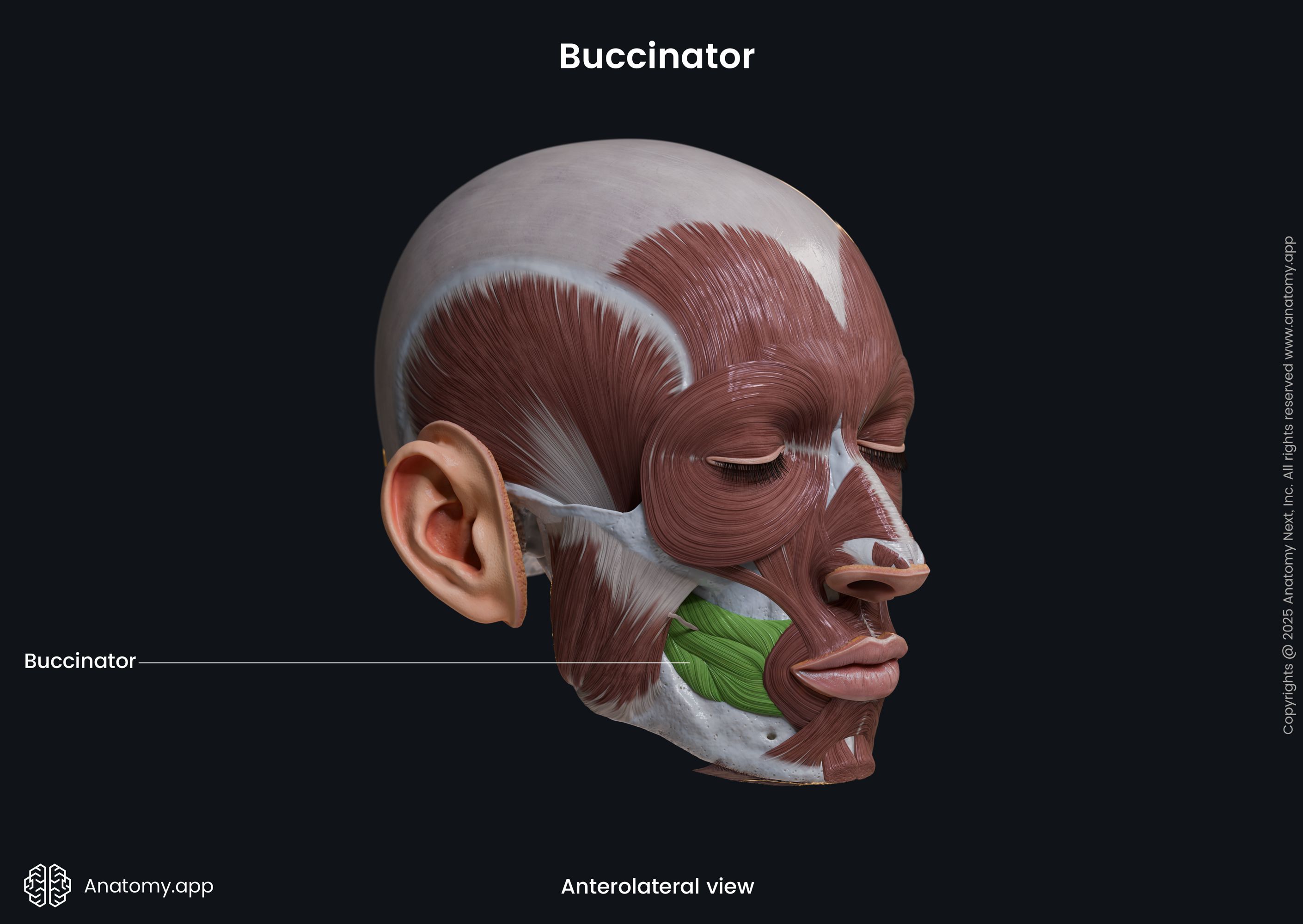 Buccinator (anterolateral view)