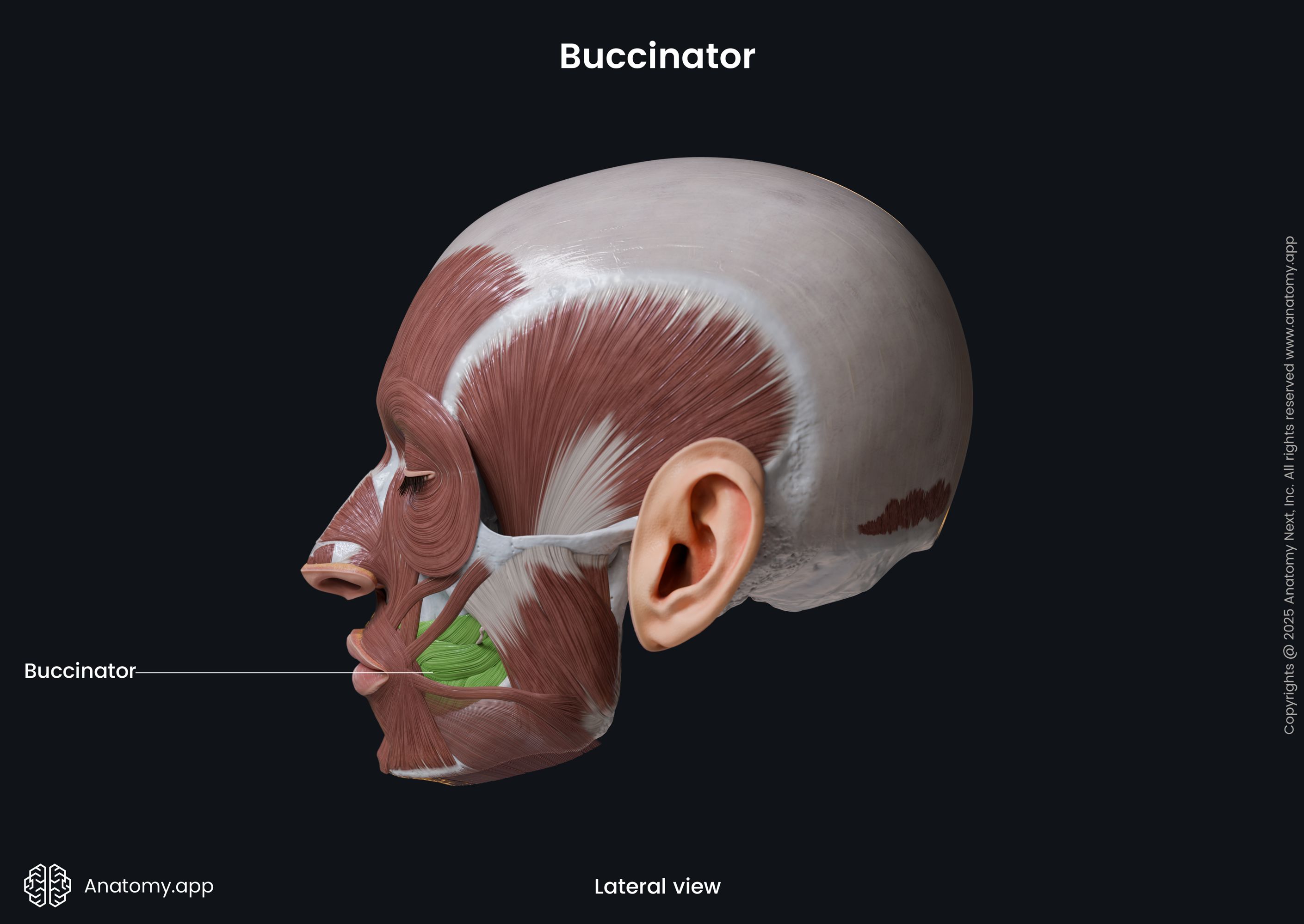 Buccinator (lateral view)