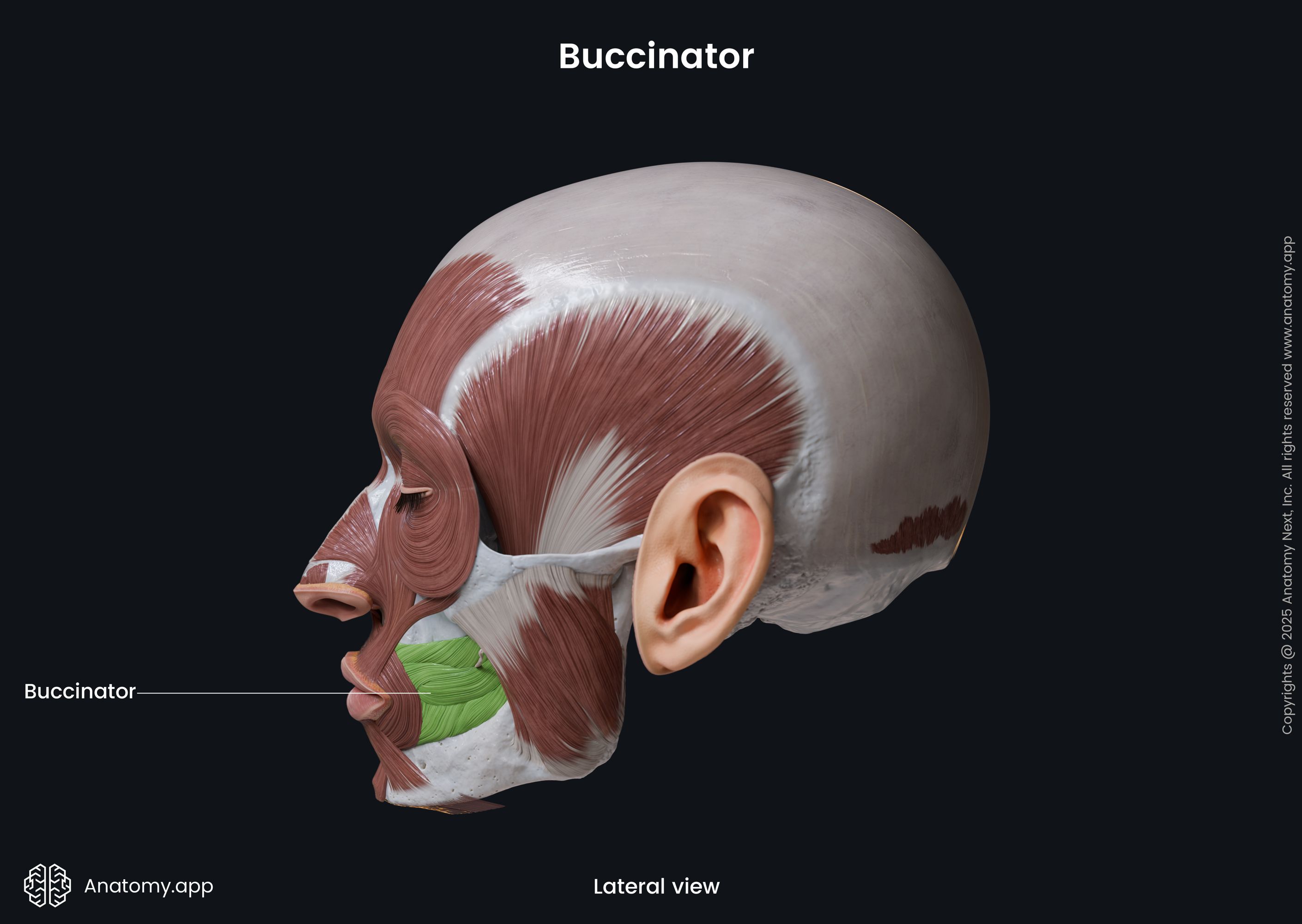 Buccinator (lateral view)
