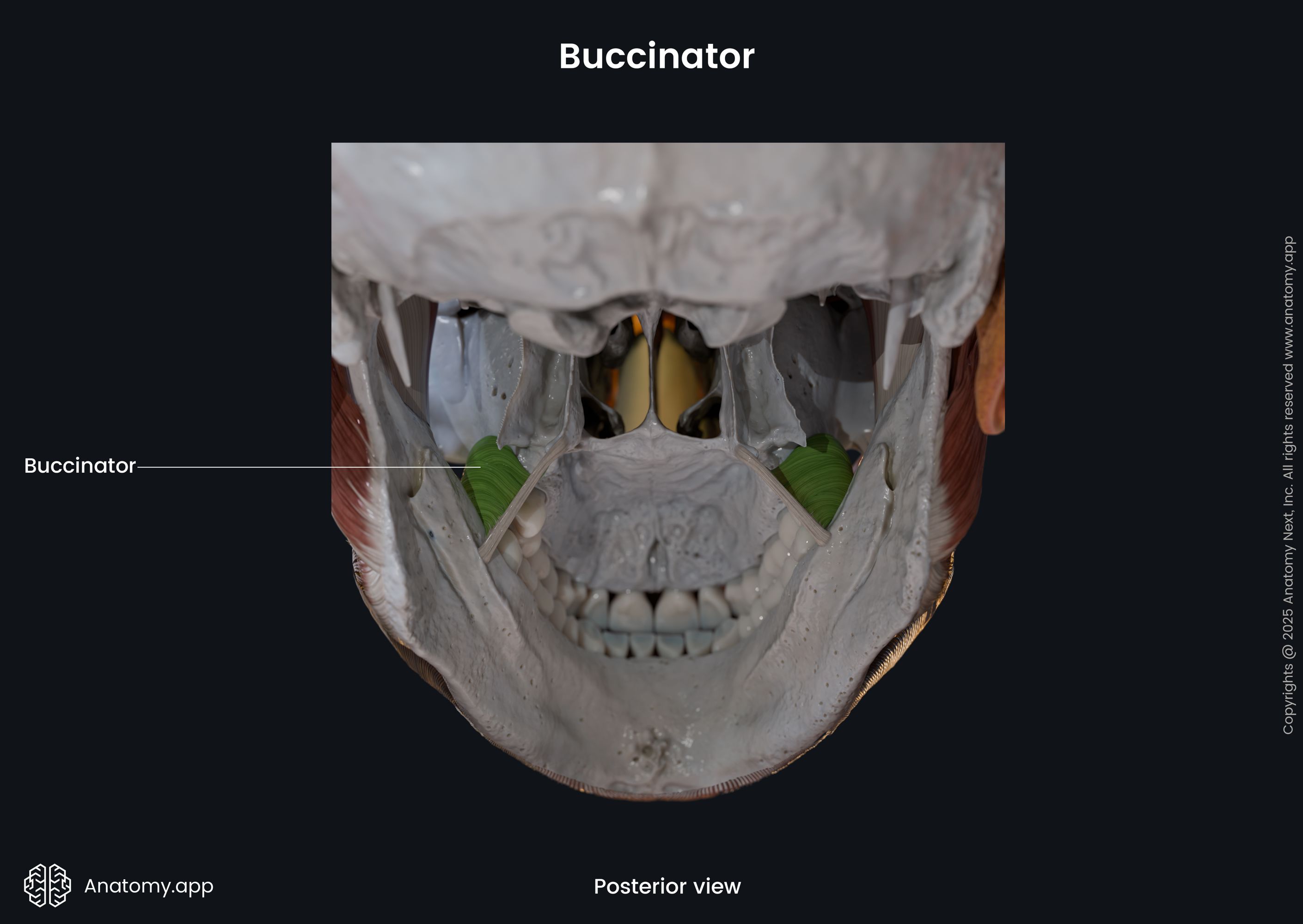 Buccinator (posterior view)