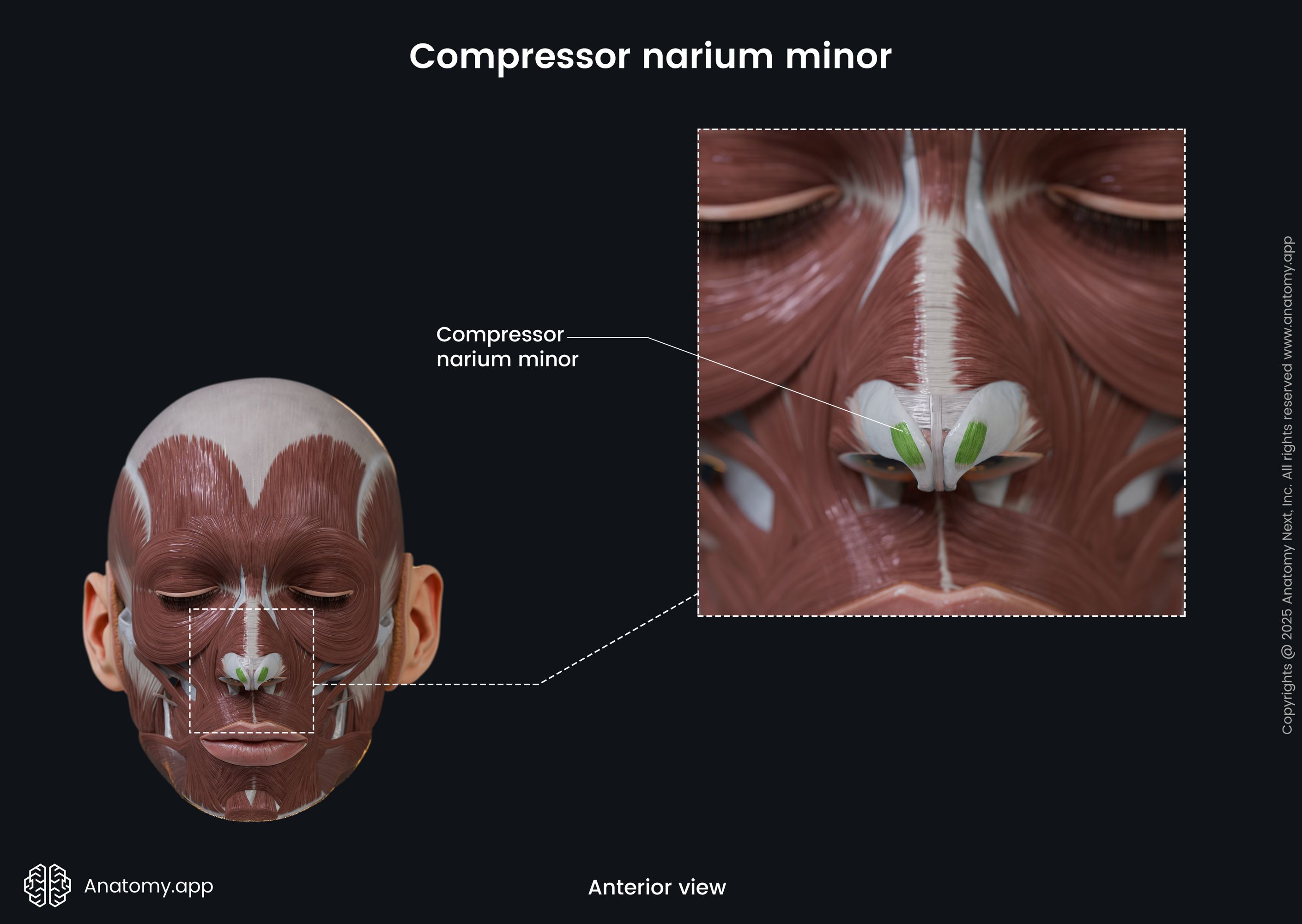 Compressor narium minor (anterior view)