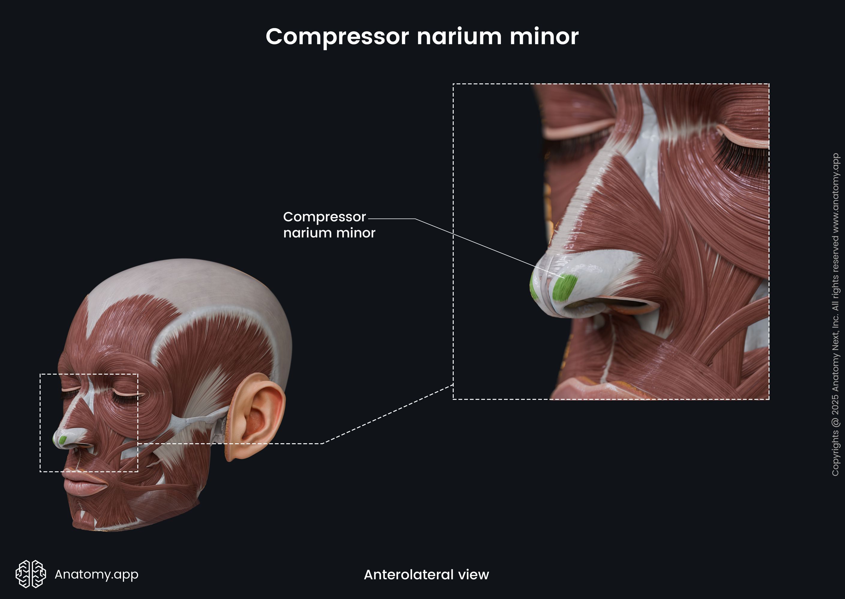 Compressor narium minor (anterolateral view)