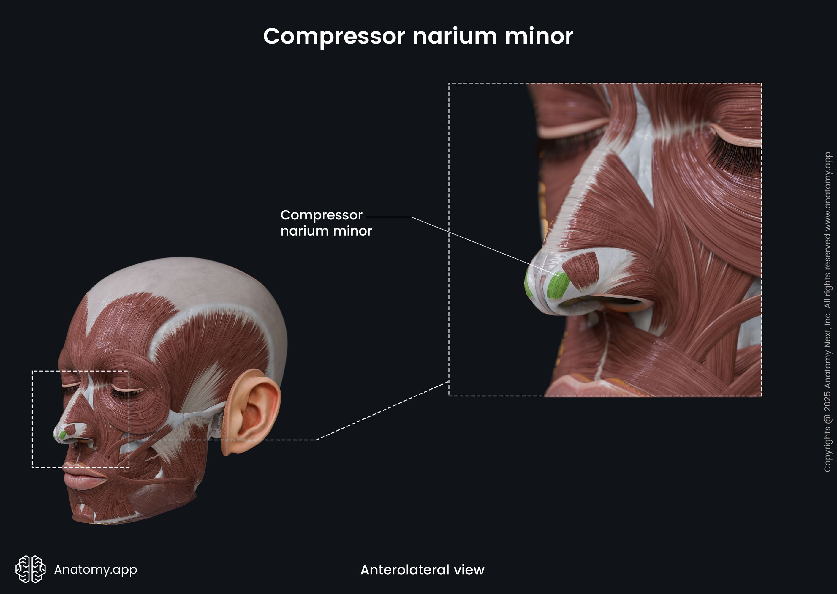 Compressor narium minor (anterolateral view)