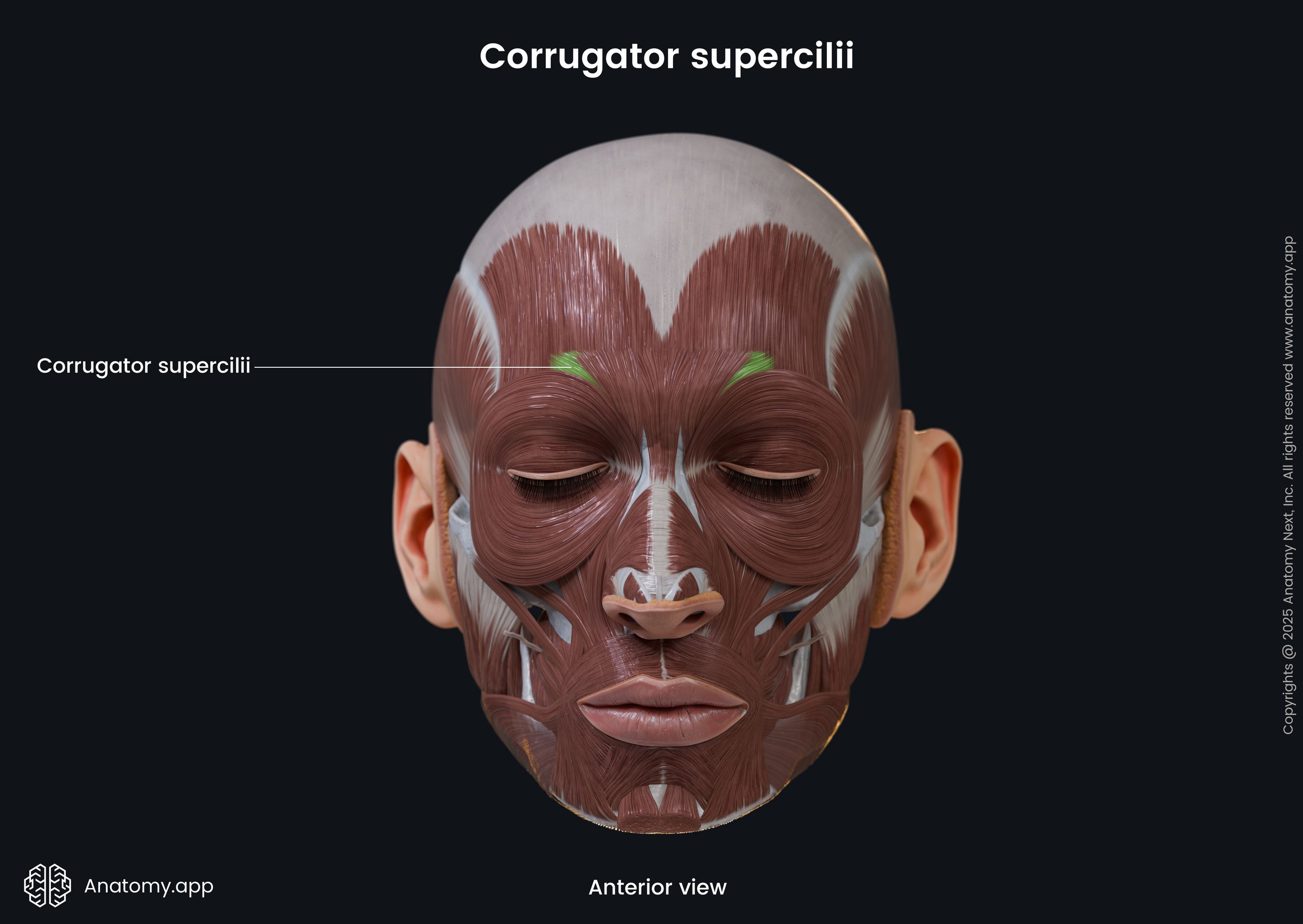 Corrugator supercilii (anterior view)
