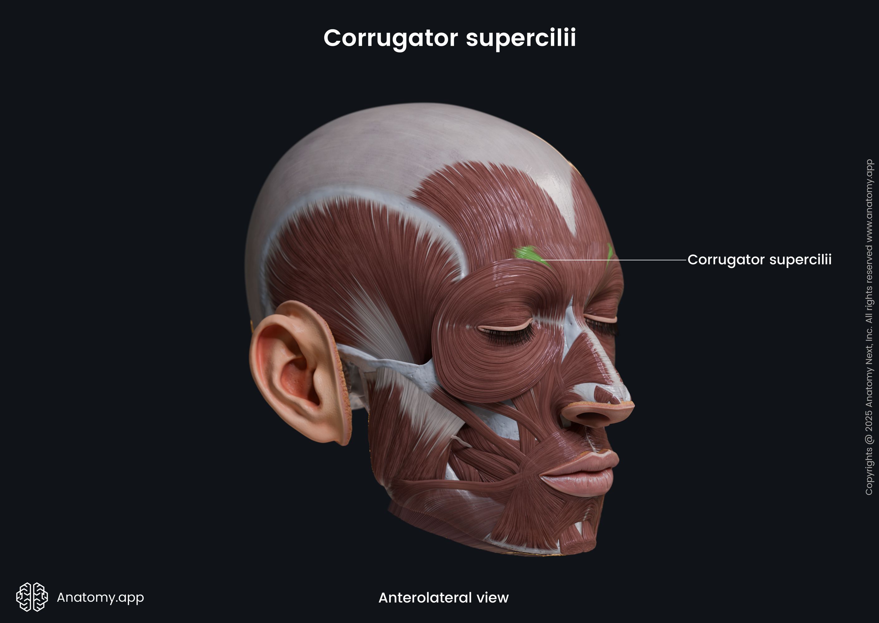 Corrugator supercilii (anterolateral view)