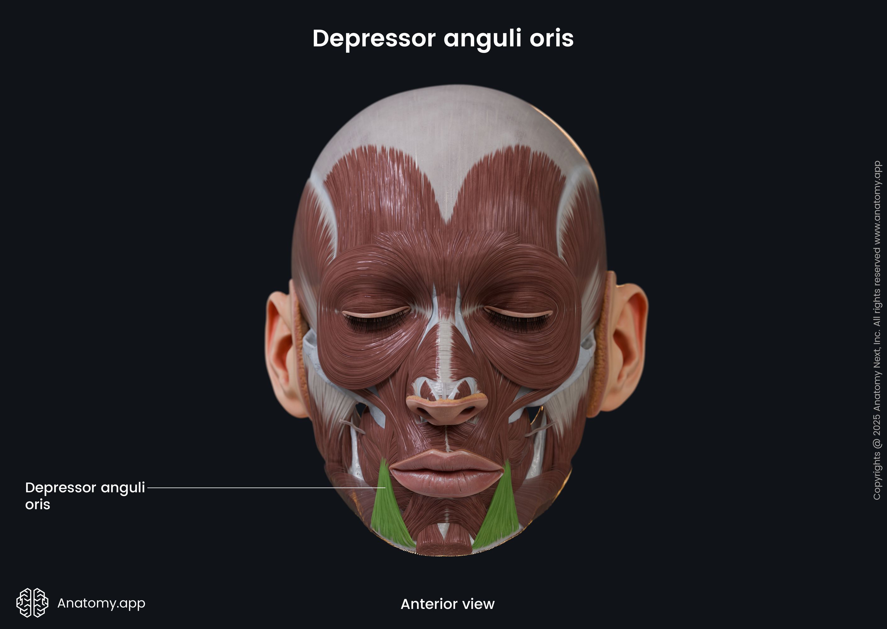 Depressor anguli oris (anterior view)