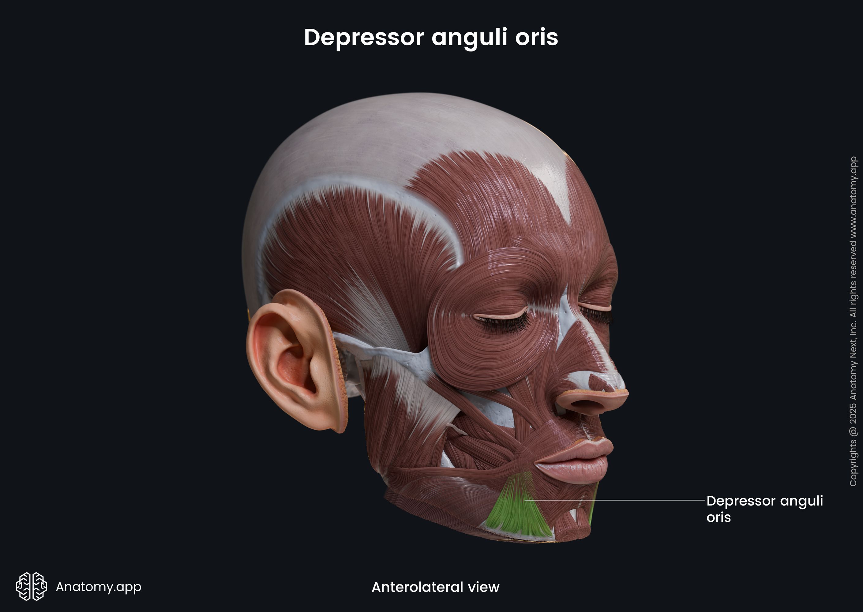 Depressor anguli oris (anterolateral view)