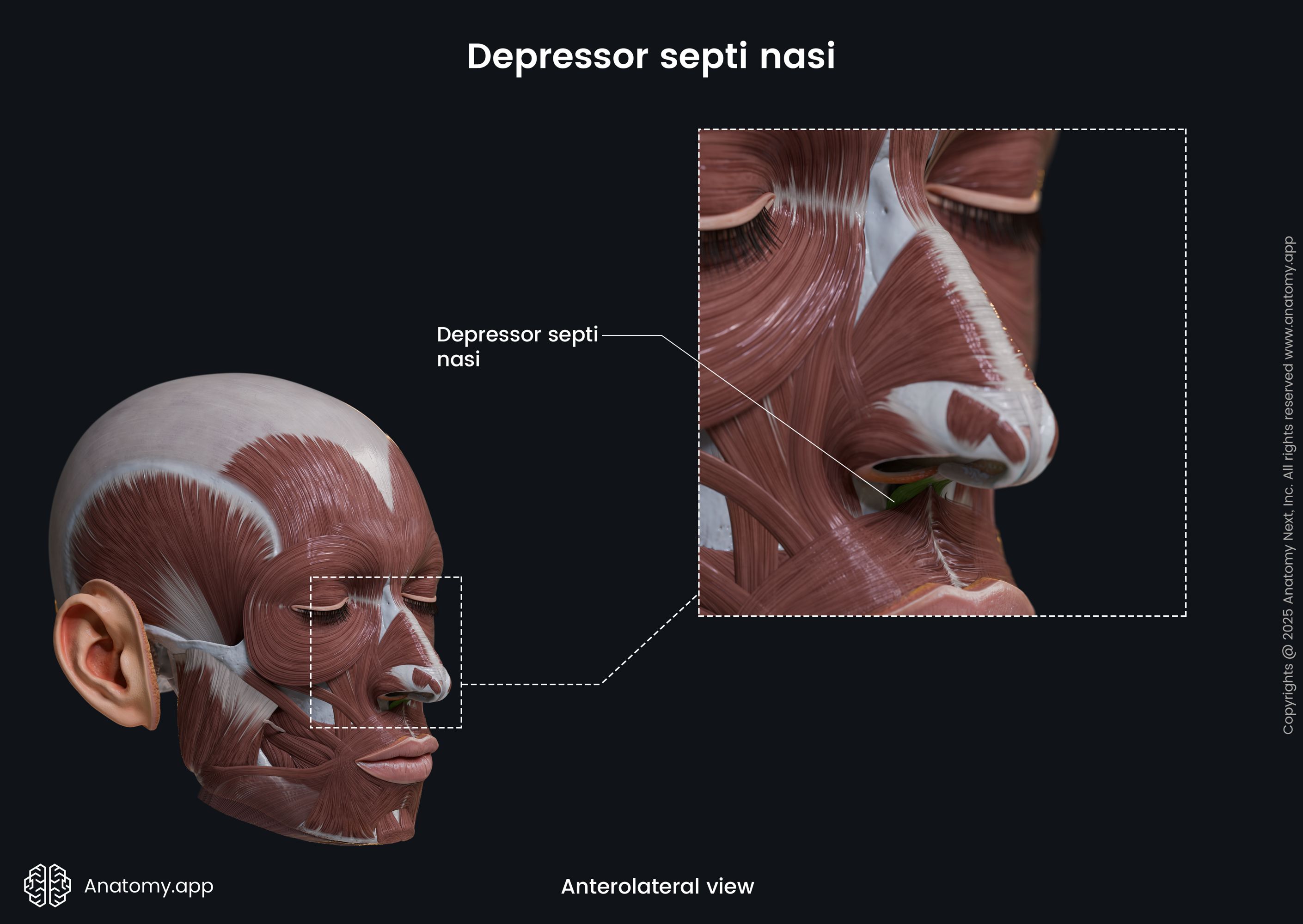 Depressor septi nasi (anterolateral view)