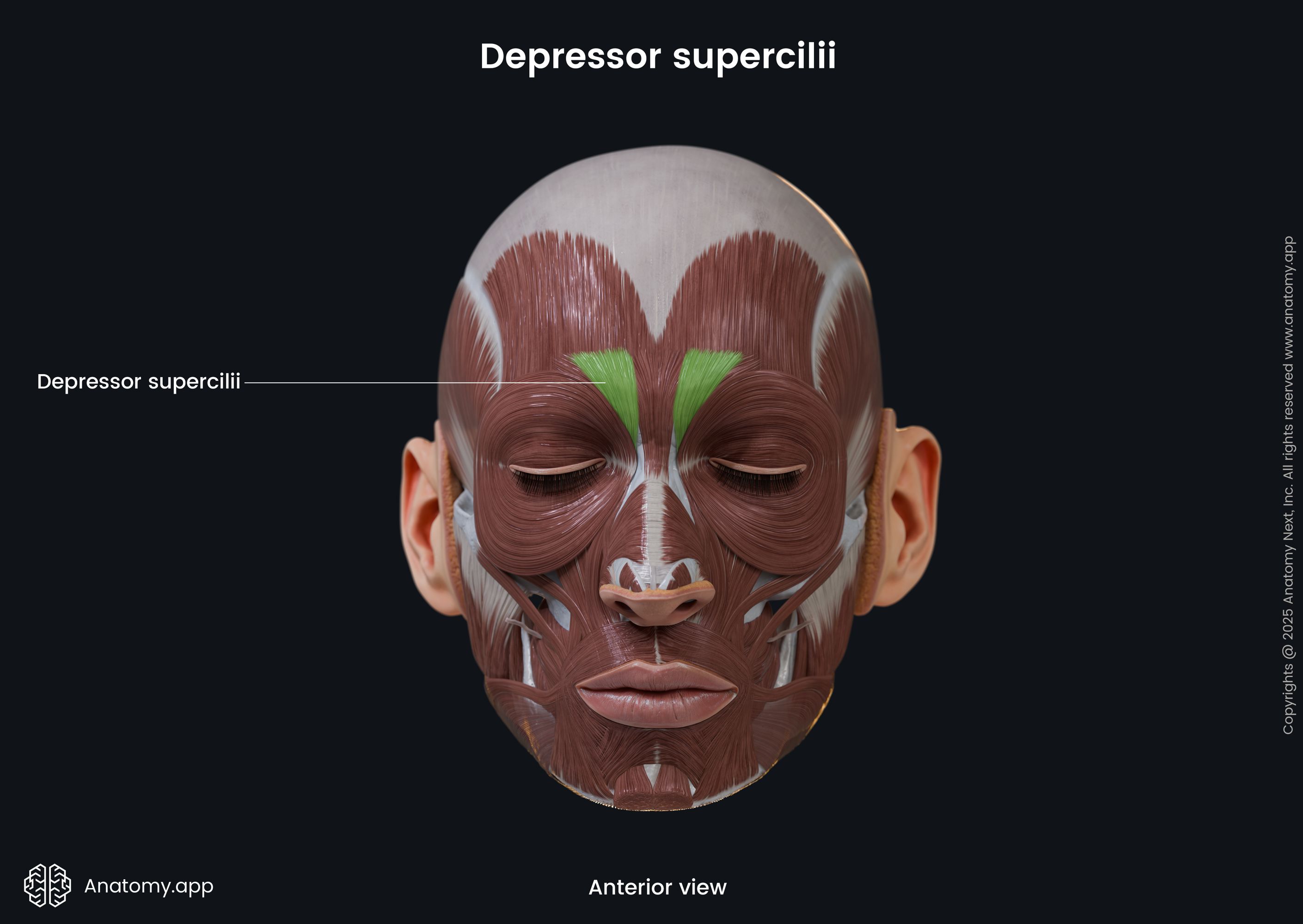 Depressor supercilii (anterior view)